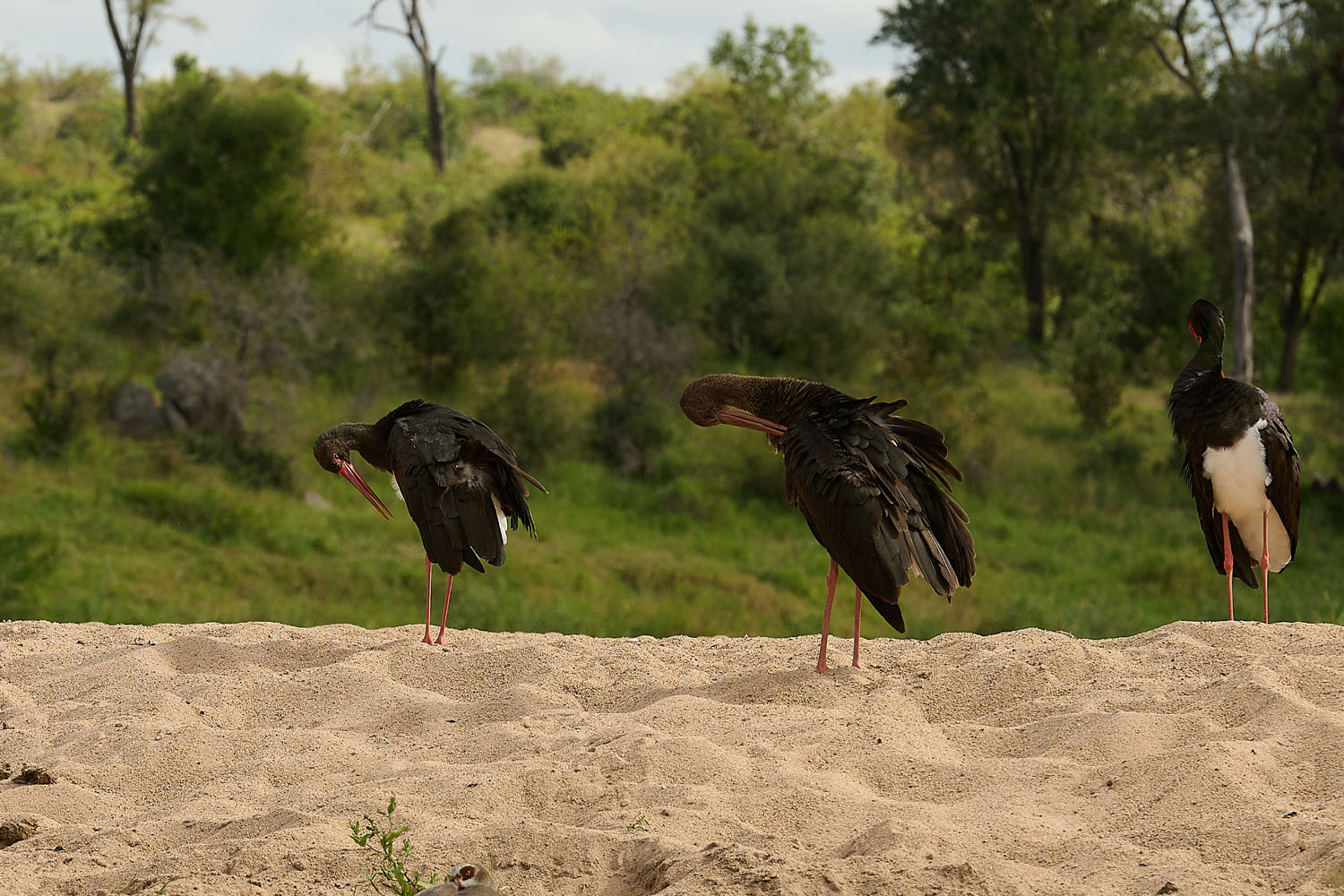 SCHWARZSTORCH - BLACK STORK