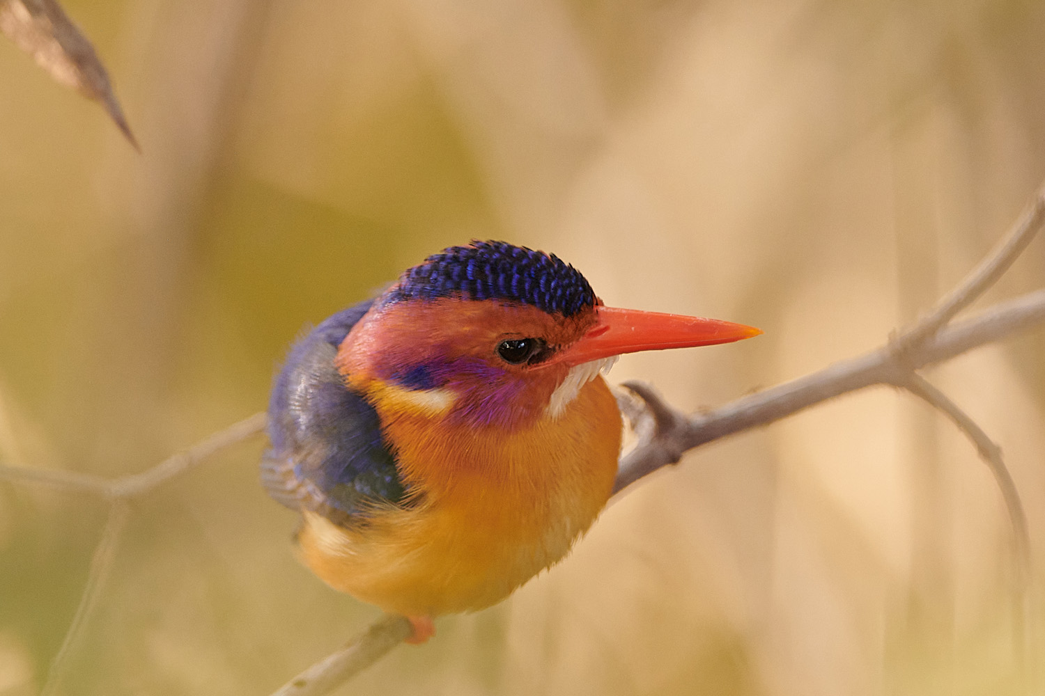 NATALZWERGFISCHER - AFRICAN PYGMY KINGFISHER