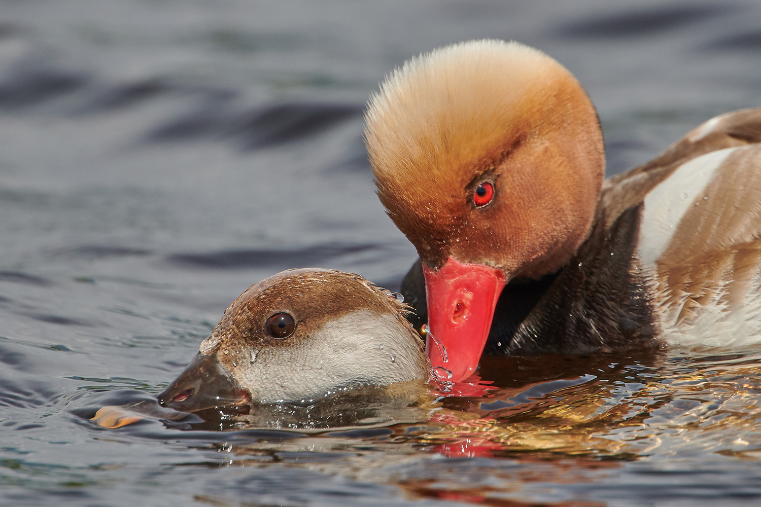 KOLBENENTE – RED-CRESTED DUCK