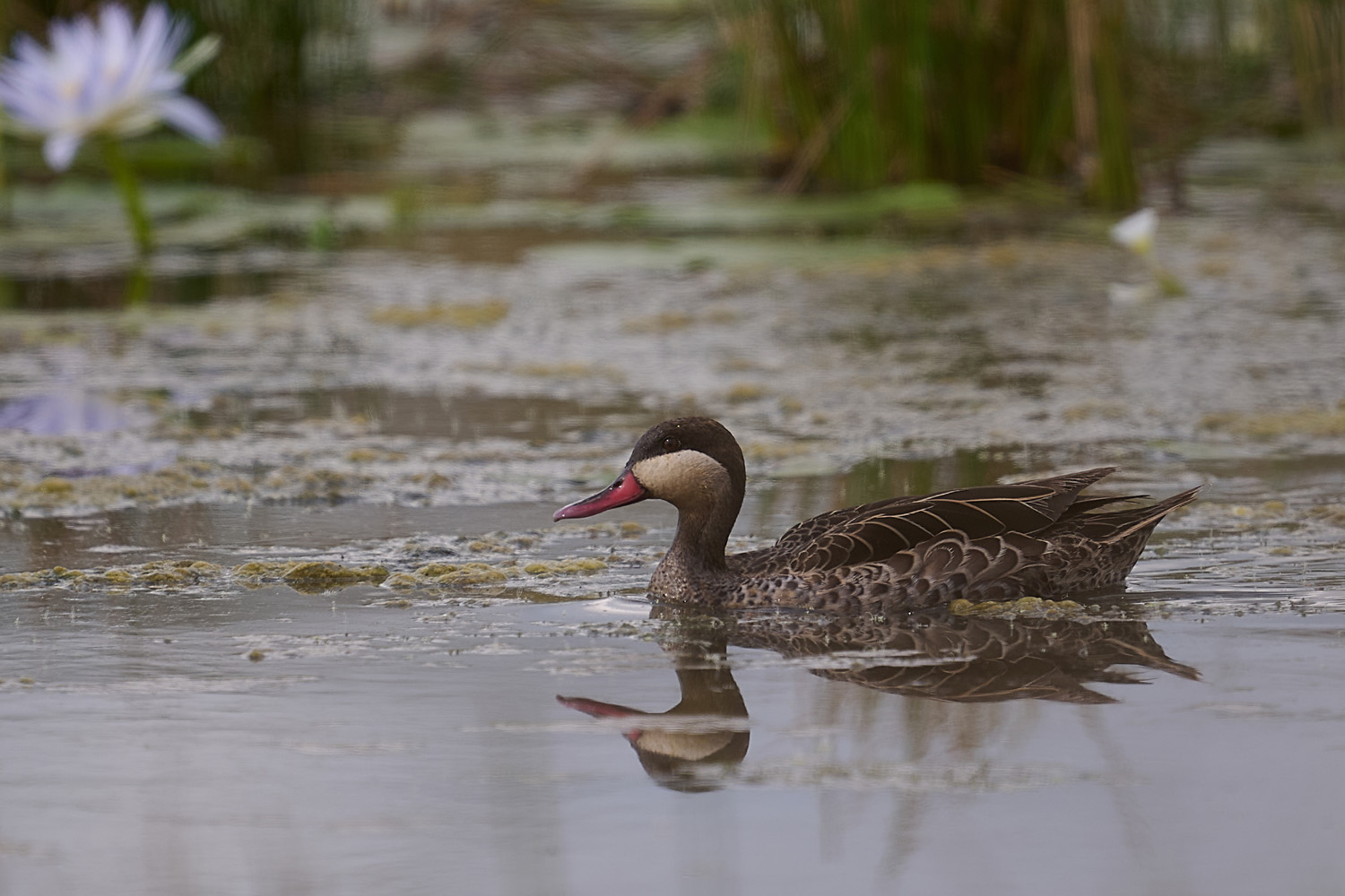 ROTSCHNABELENTE – RED-BILLED TEAL