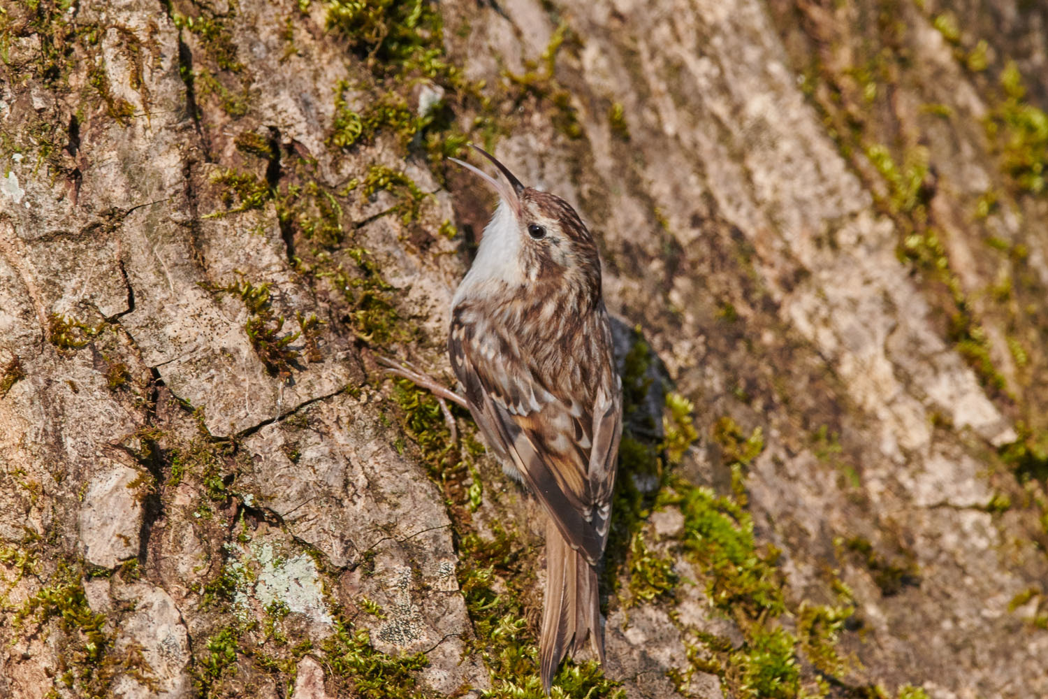 WALDBAUMLÄUFER – TREECREEPER