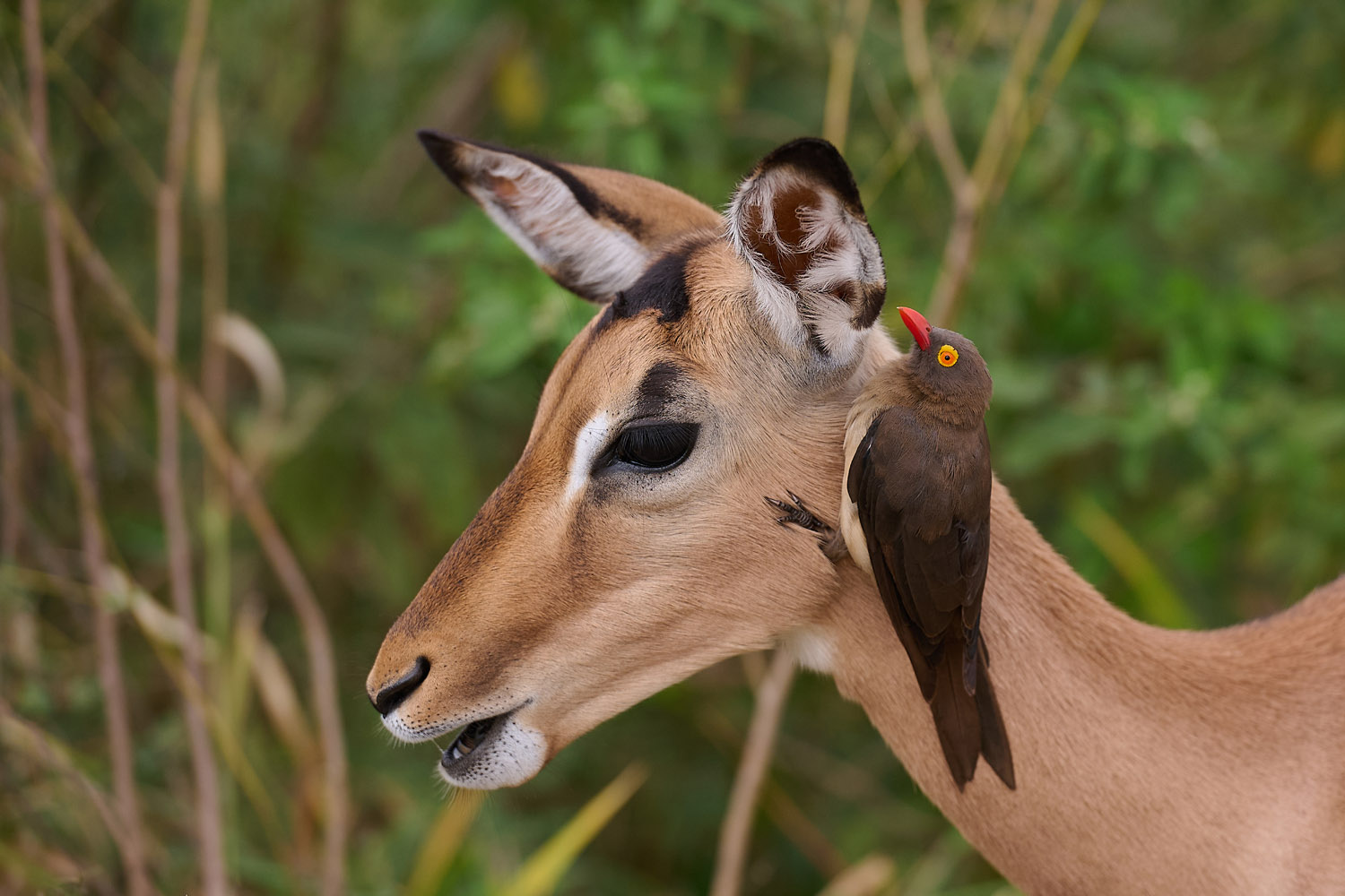 IMPALA/ROTSCHNABELMADENHACKER - IMPALA/RED-BILLED OXPECKER