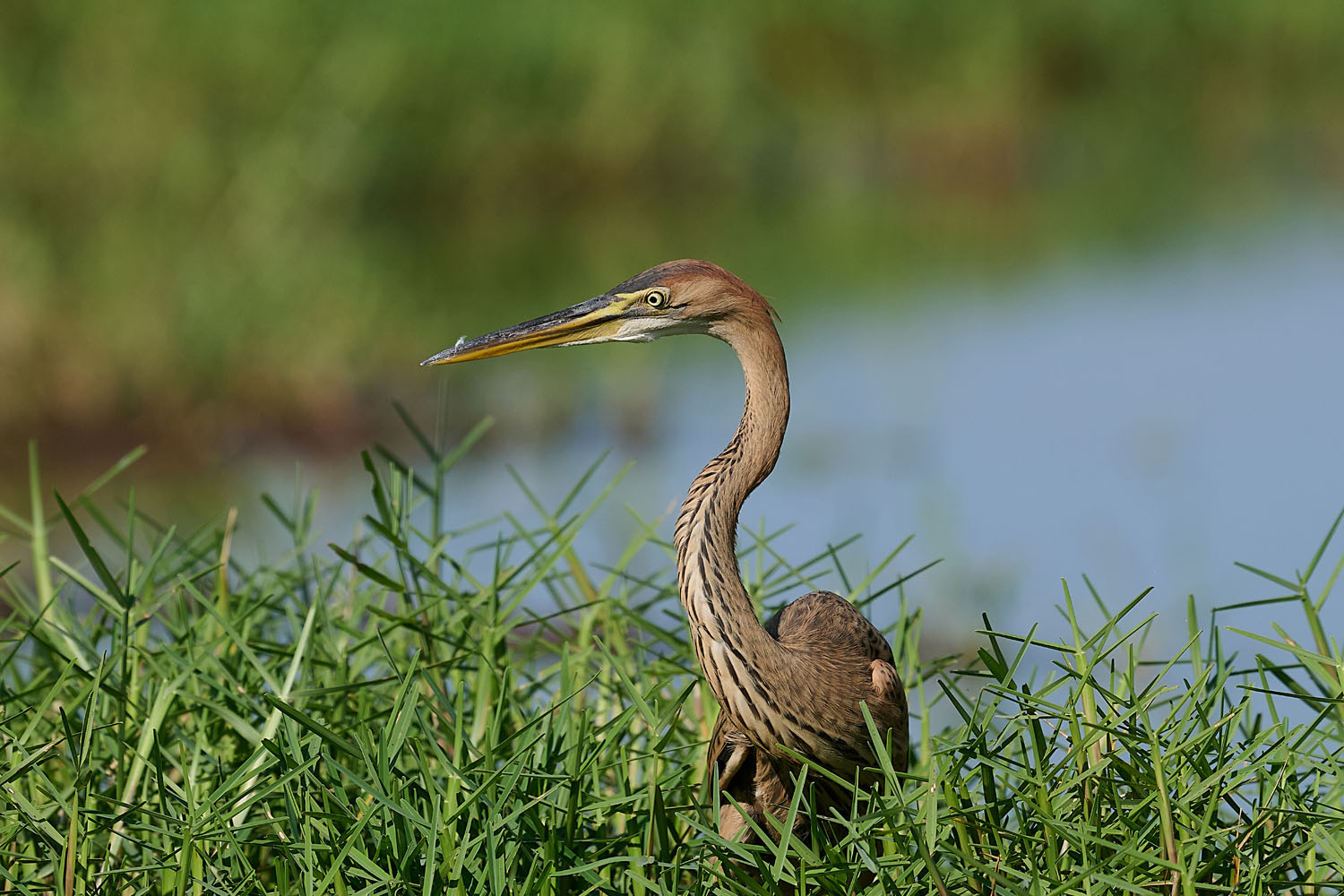 PURPURREIHER – PURPLE HERON