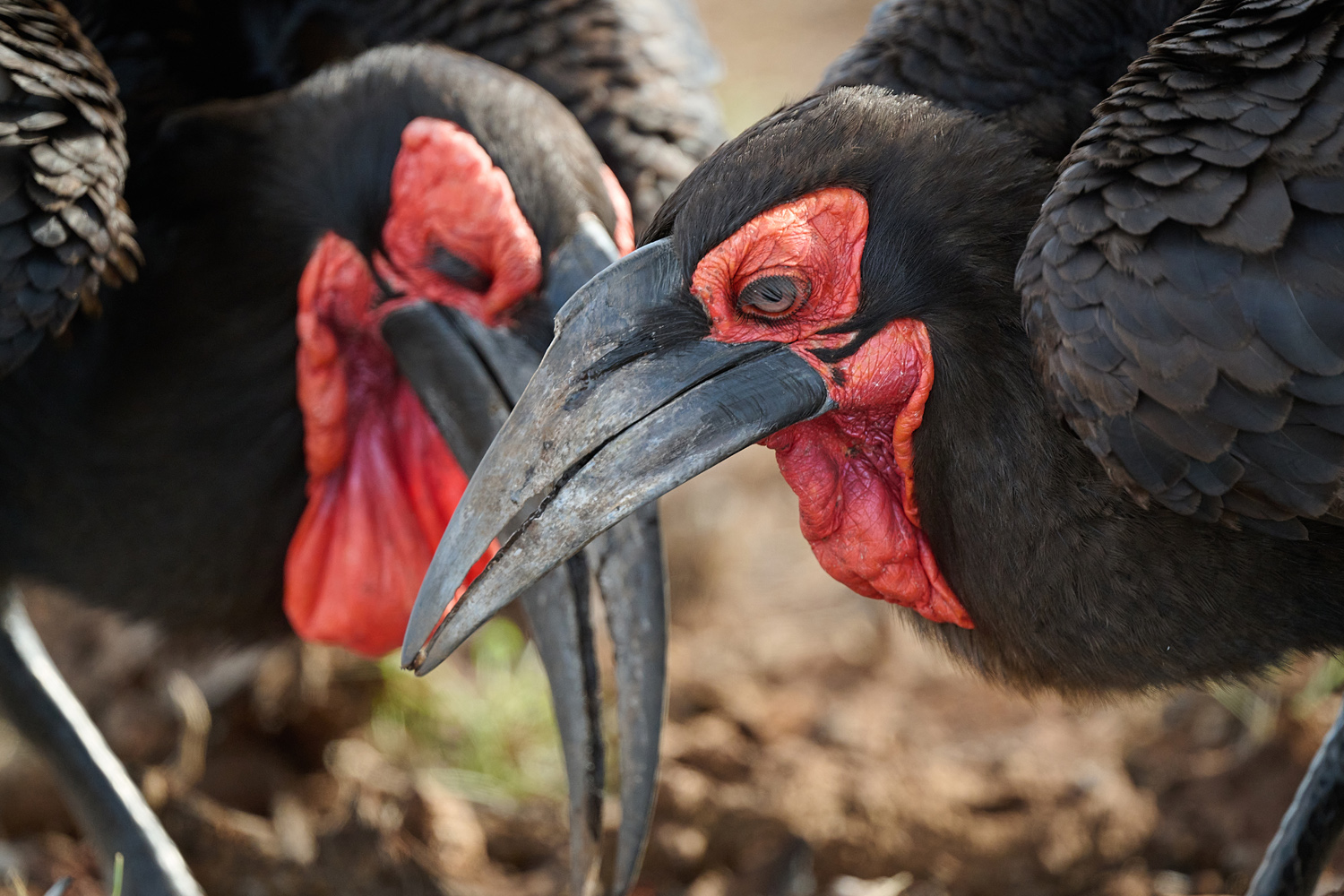 HORNRABE - SOUTHERN GROUND-HORNBILL