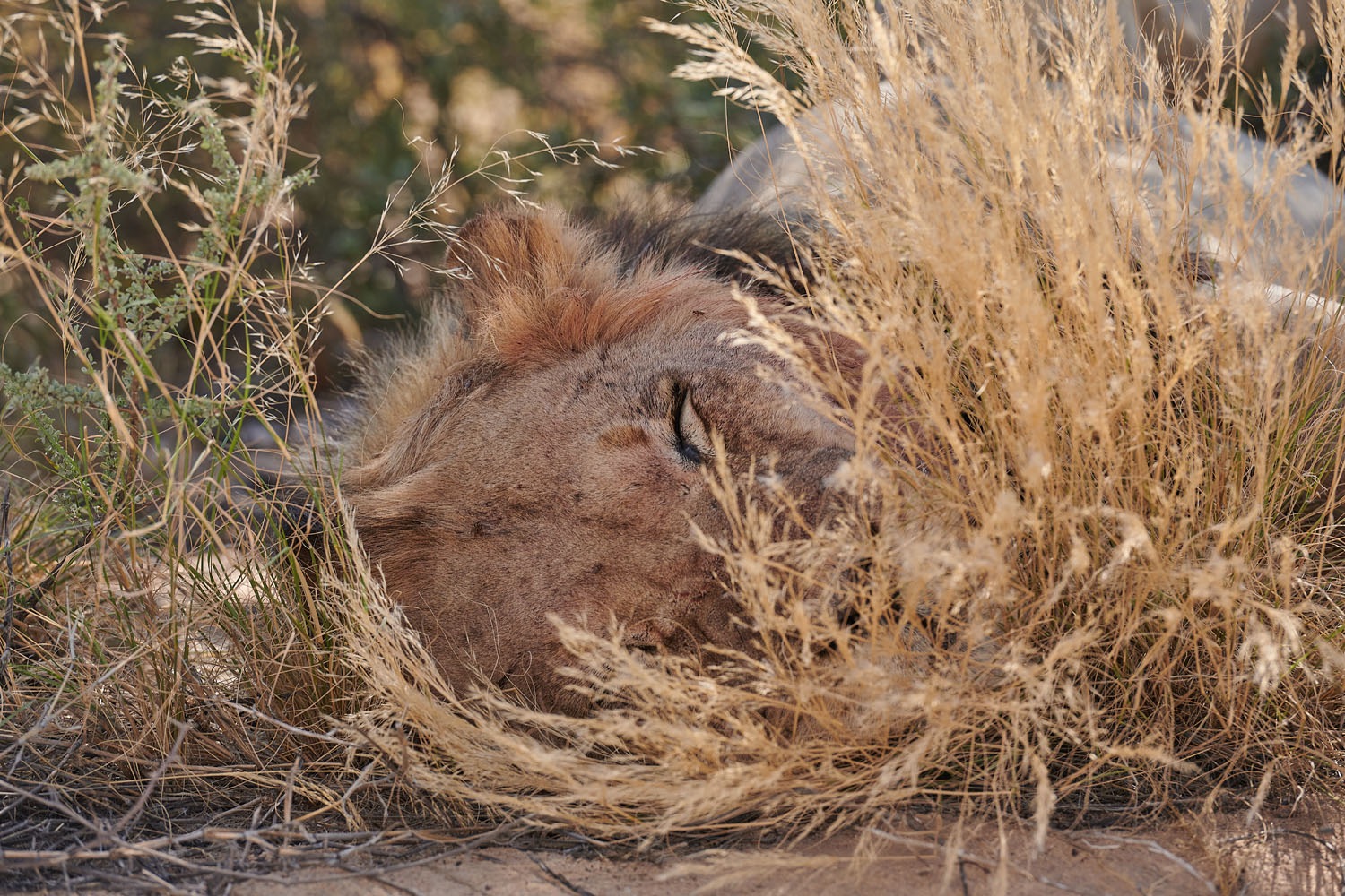 LÖWE - LION