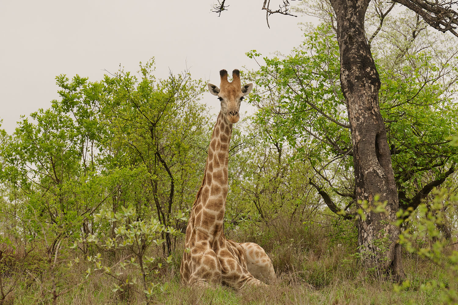 GIRAFFE