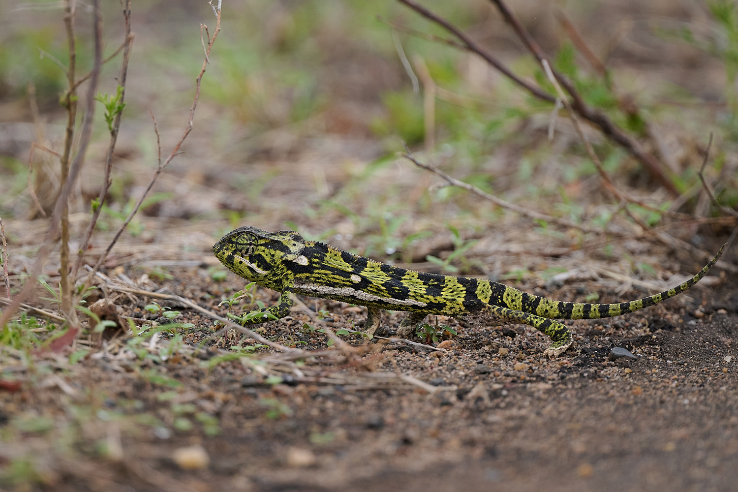 CHAMÄLEON – CHAMELEON