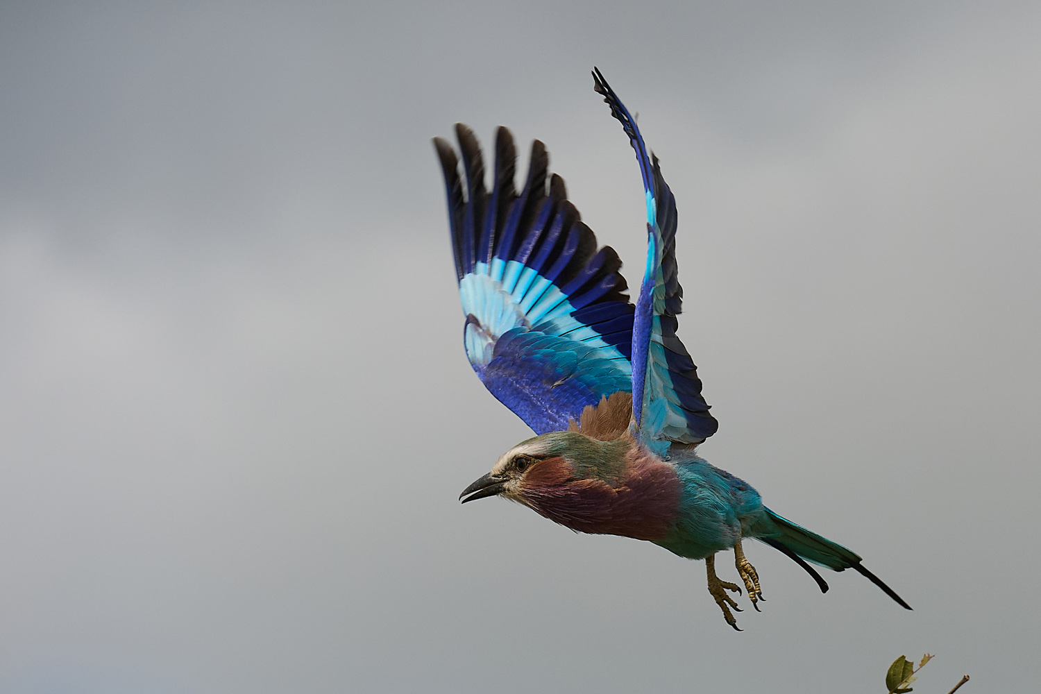 GABELRACKE - LILAC-BREASTED ROLLER