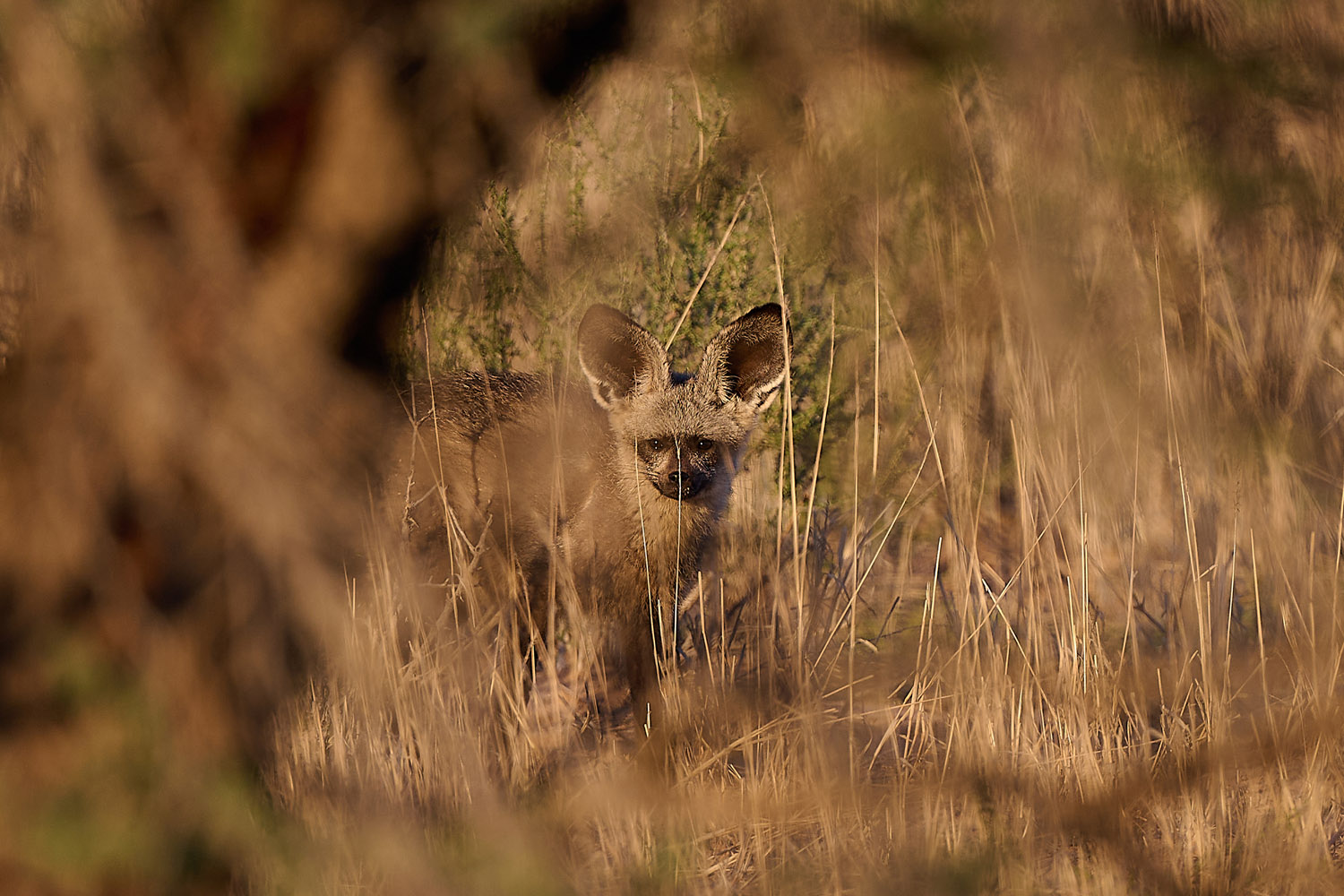 LÖFFELHUND – BAT-EARED FOX