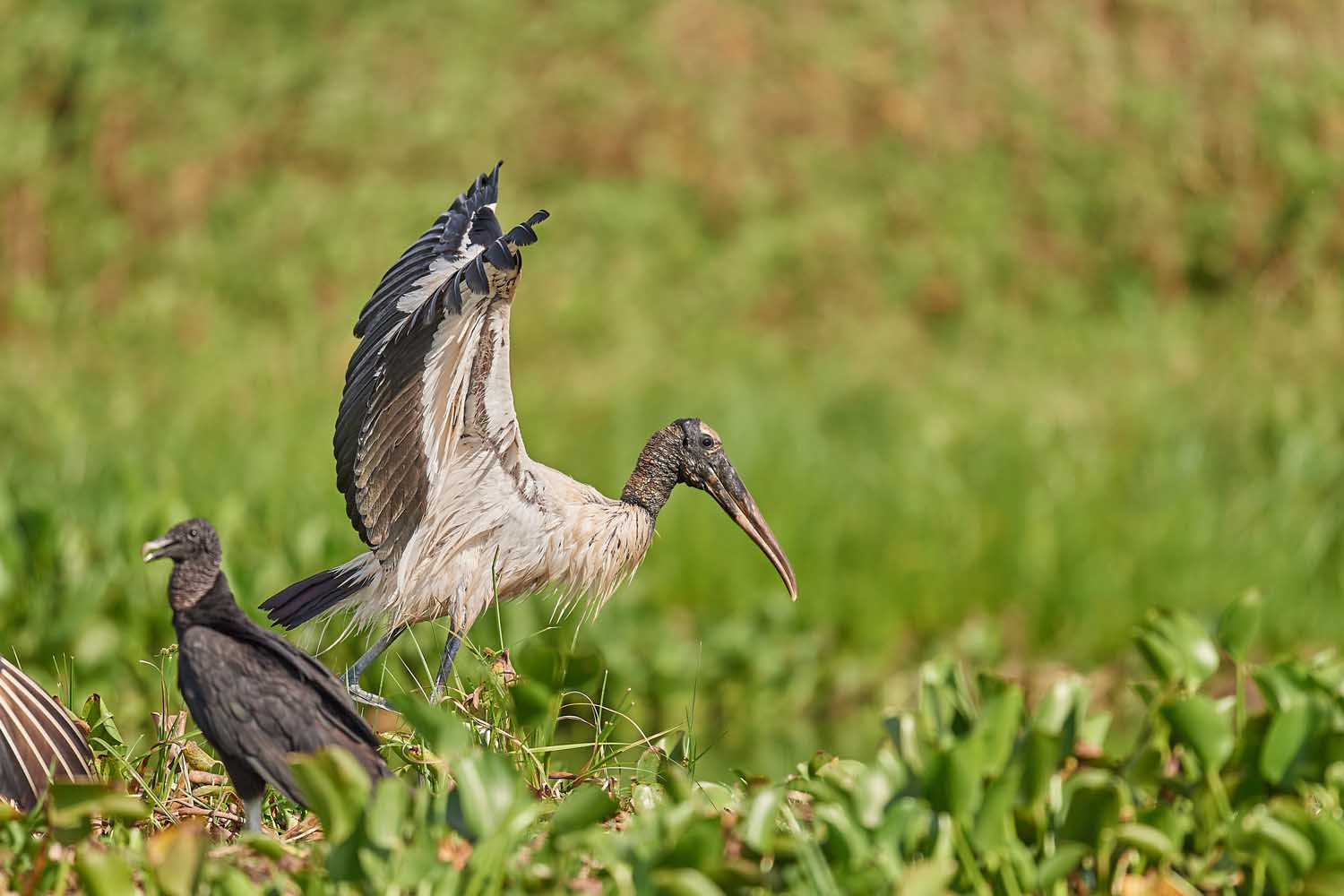 WALDSTORCH – WOOD STORK