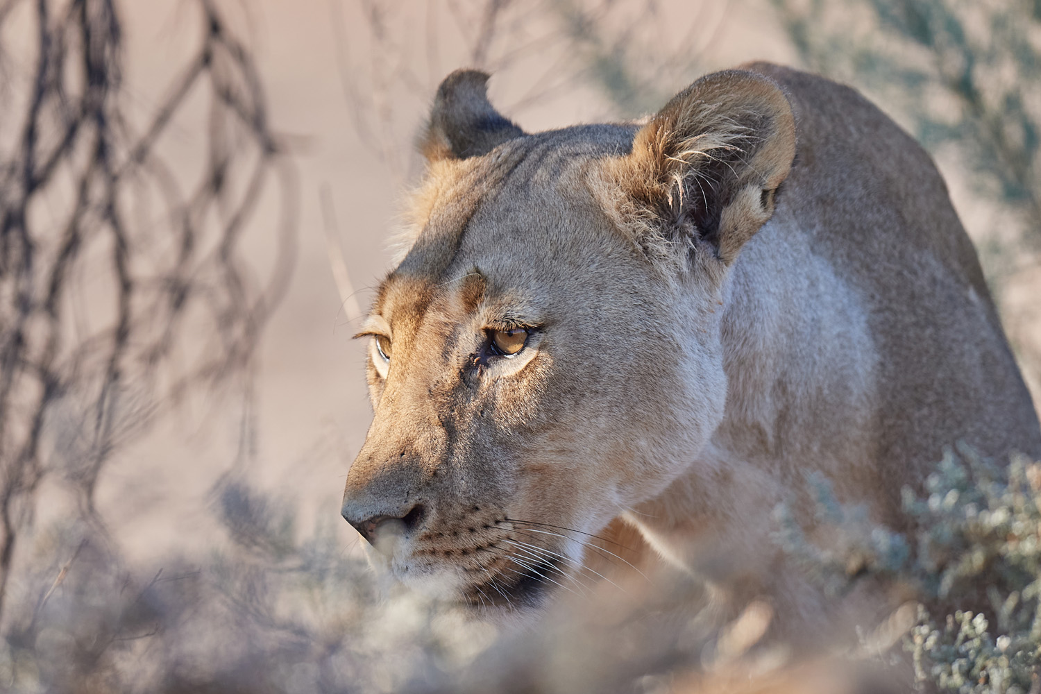 LÖWE - LION