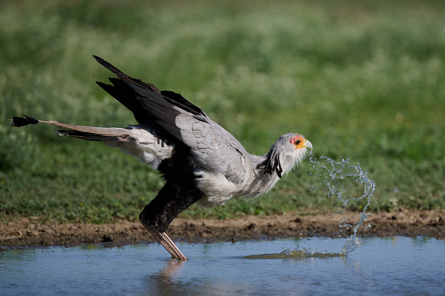 SEKRETÄR - SECRETARYBIRD