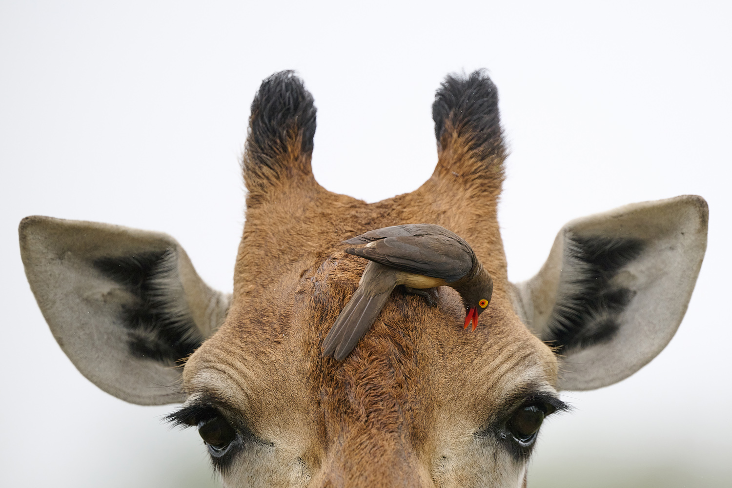 GIRAFFE/ROTSCHNABELMADENHACKER - GIRAFFE/RED-BILLED OXPECKER