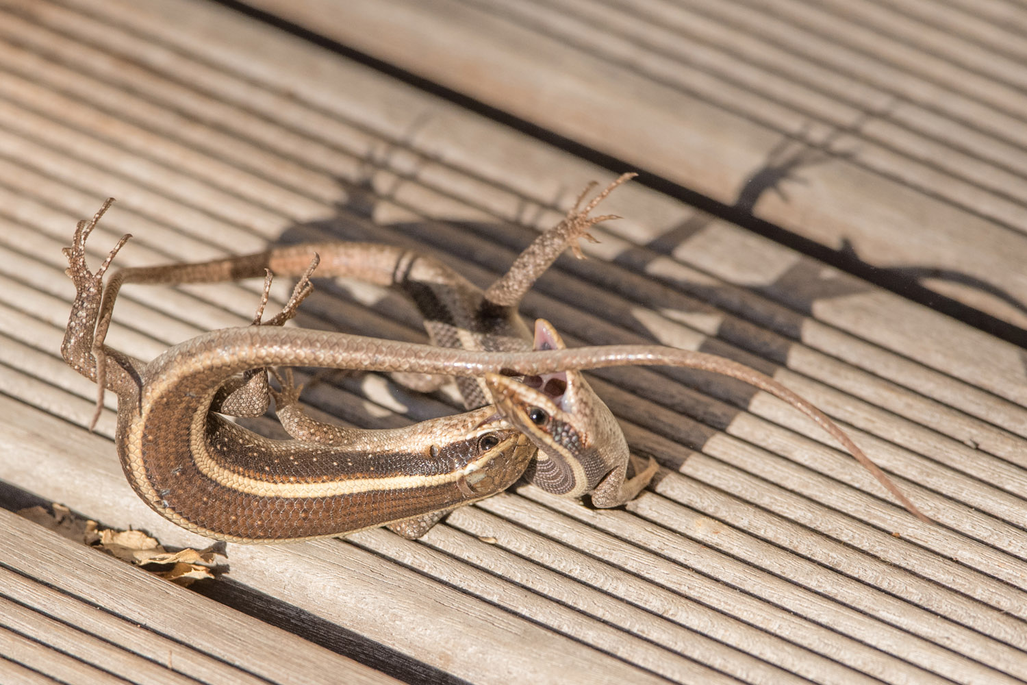 STREIFENSKINK - STRIPED SKINK