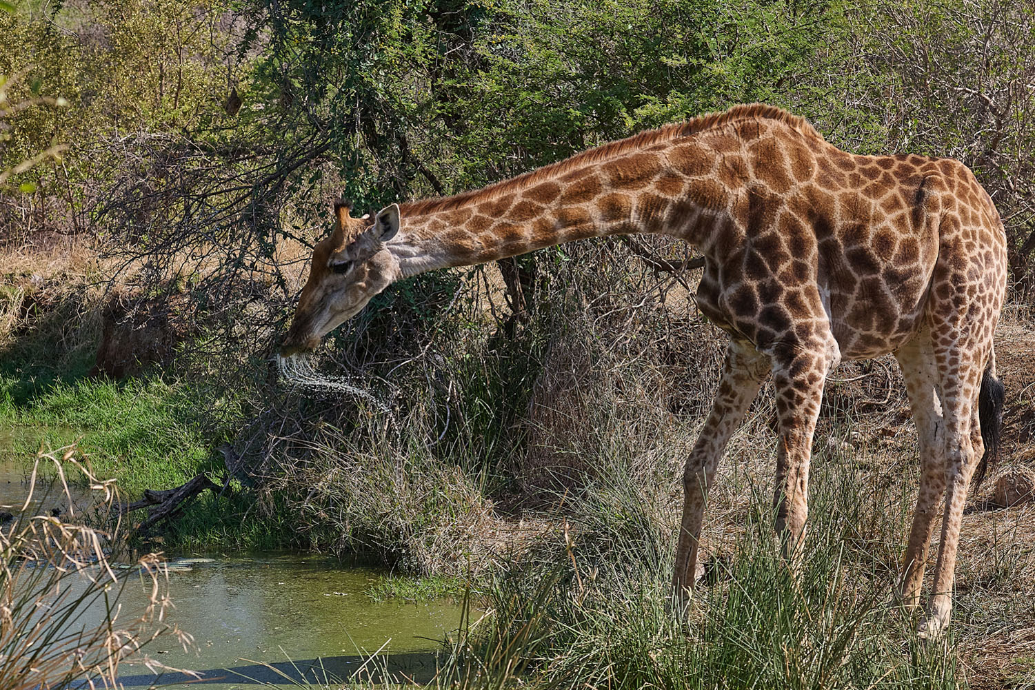 GIRAFFE