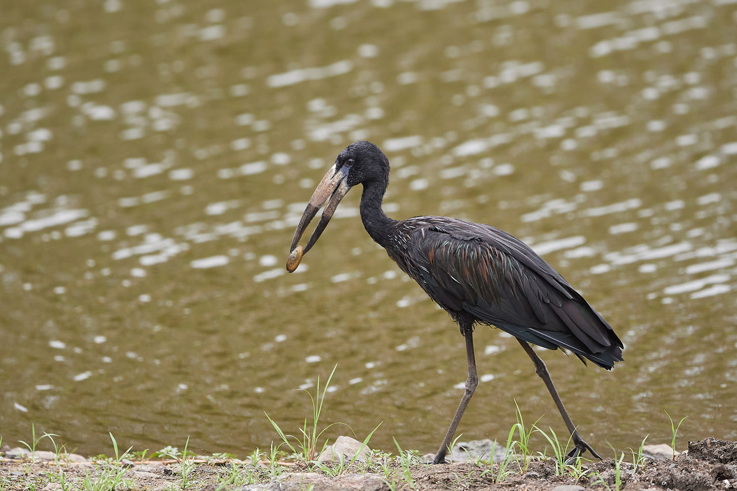 KLAFFSCHNABEL – AFRICAN OPENBILL