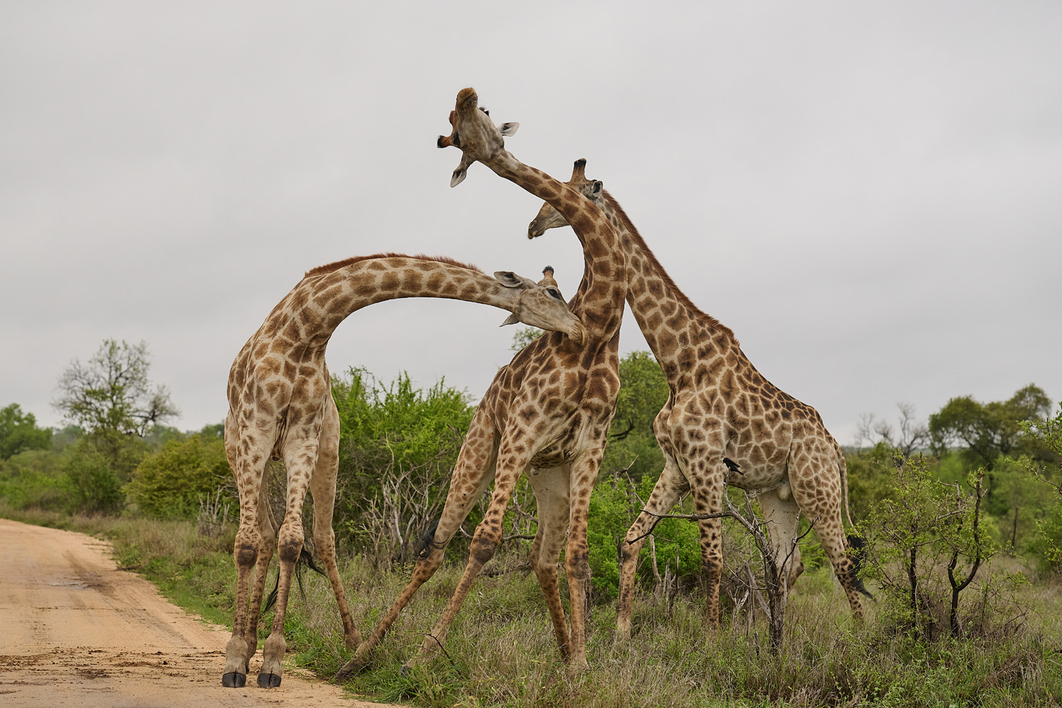 GIRAFFE