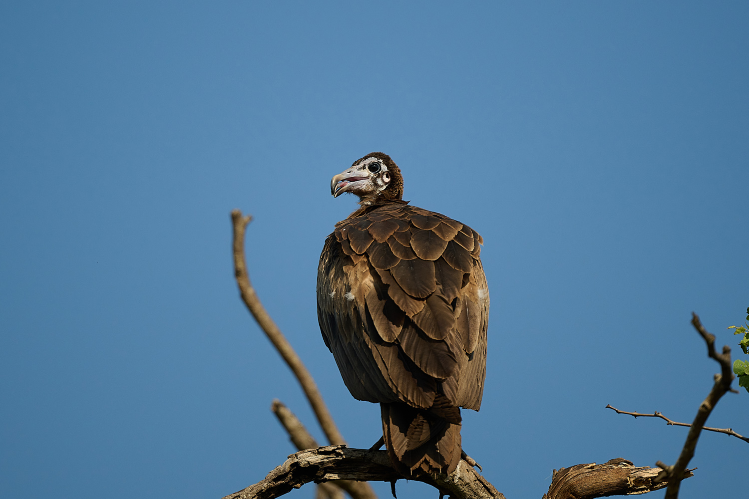 KAPPENGEIER – HOODED VULTURE
