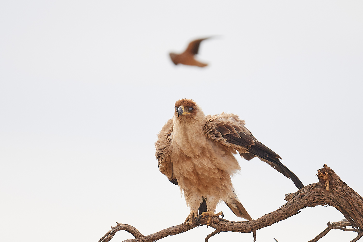 RAUBADLER  - TAWNY EAGLE