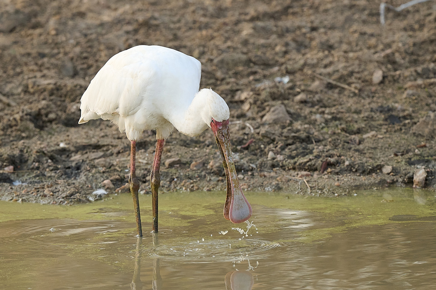 AFRIKANISCHER LÖFFLER – AFRICAN SPOONBILL