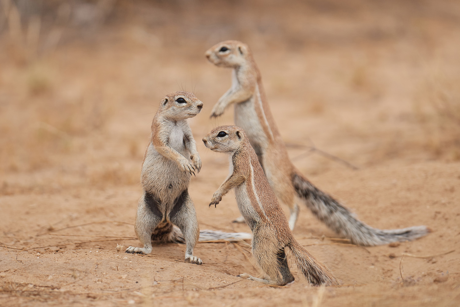 KAP-BORSTENHÖRNCHEN – SOUTH AFRICAN GROUND SQUIRREL