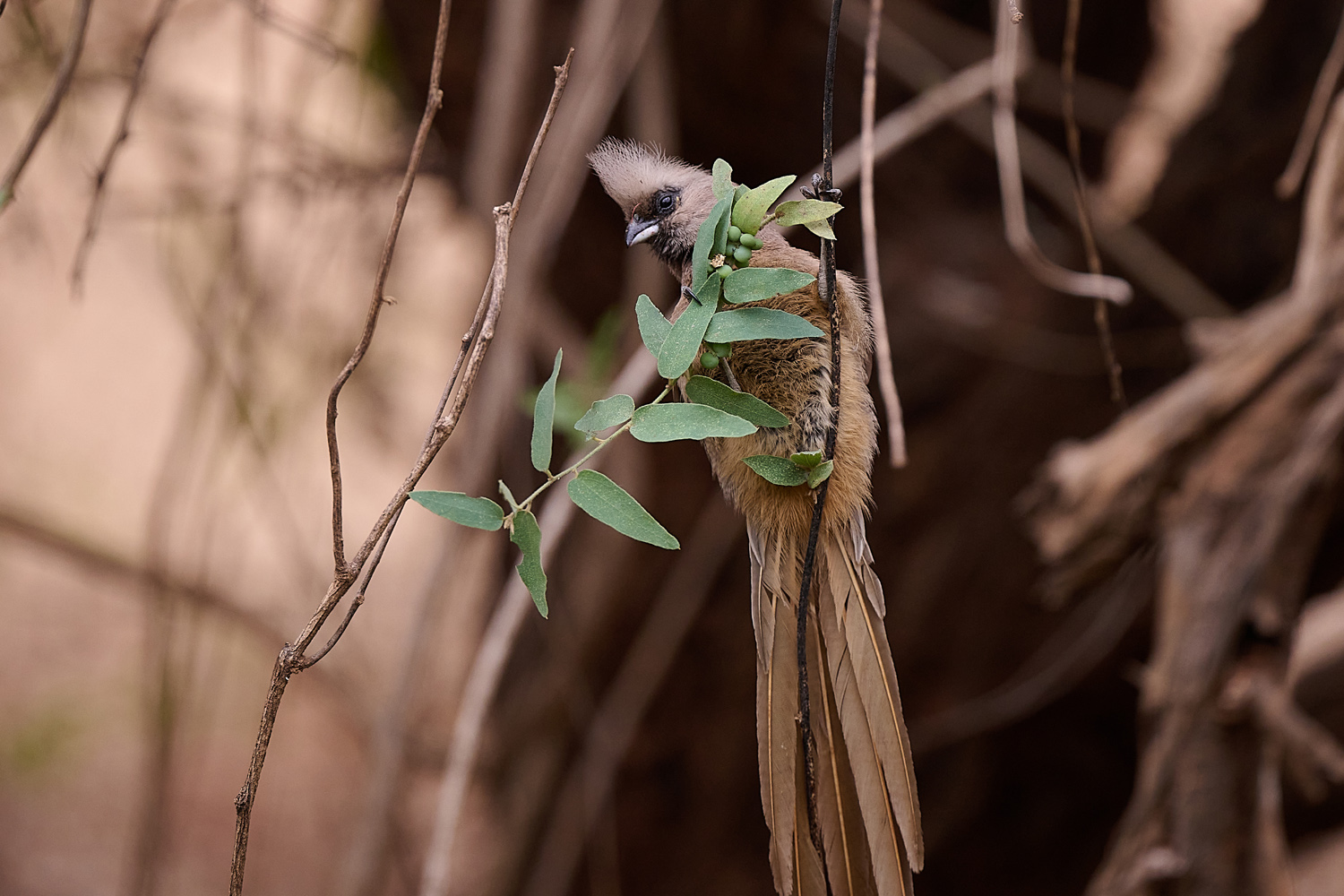 BRAUNFLÜGEL-MAUSVOGEL - SPECKLED MOUSEBIRD