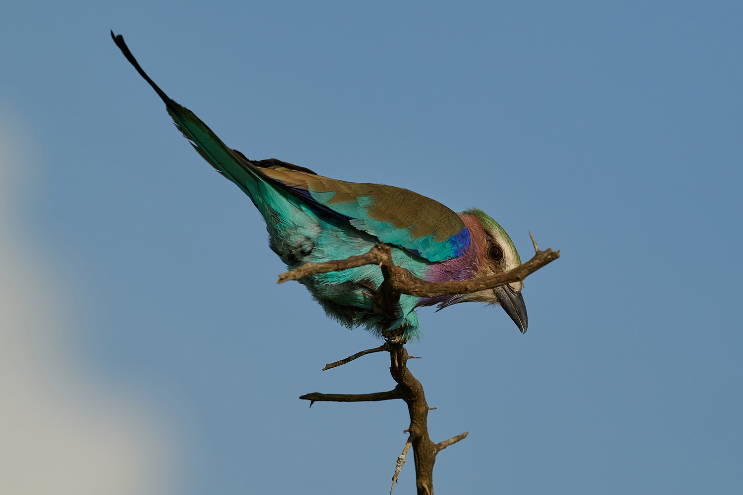 GABELRACKE - LILAC-BREASTED ROLLER