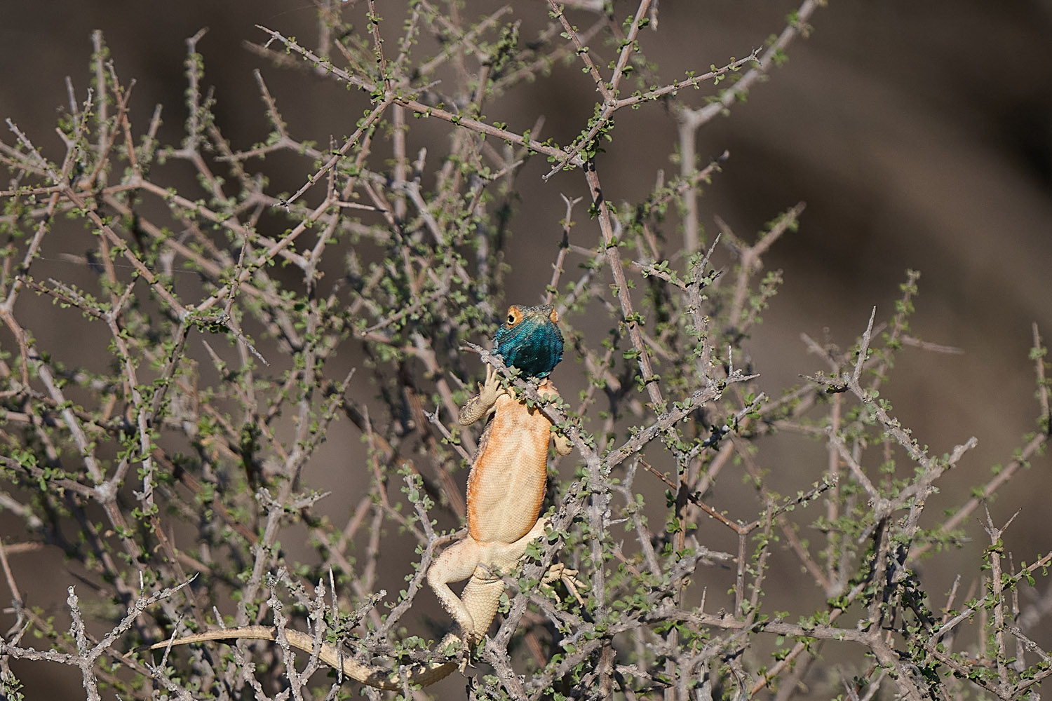 KALAHARI-STACHELAGAME – GROUND AGAMA