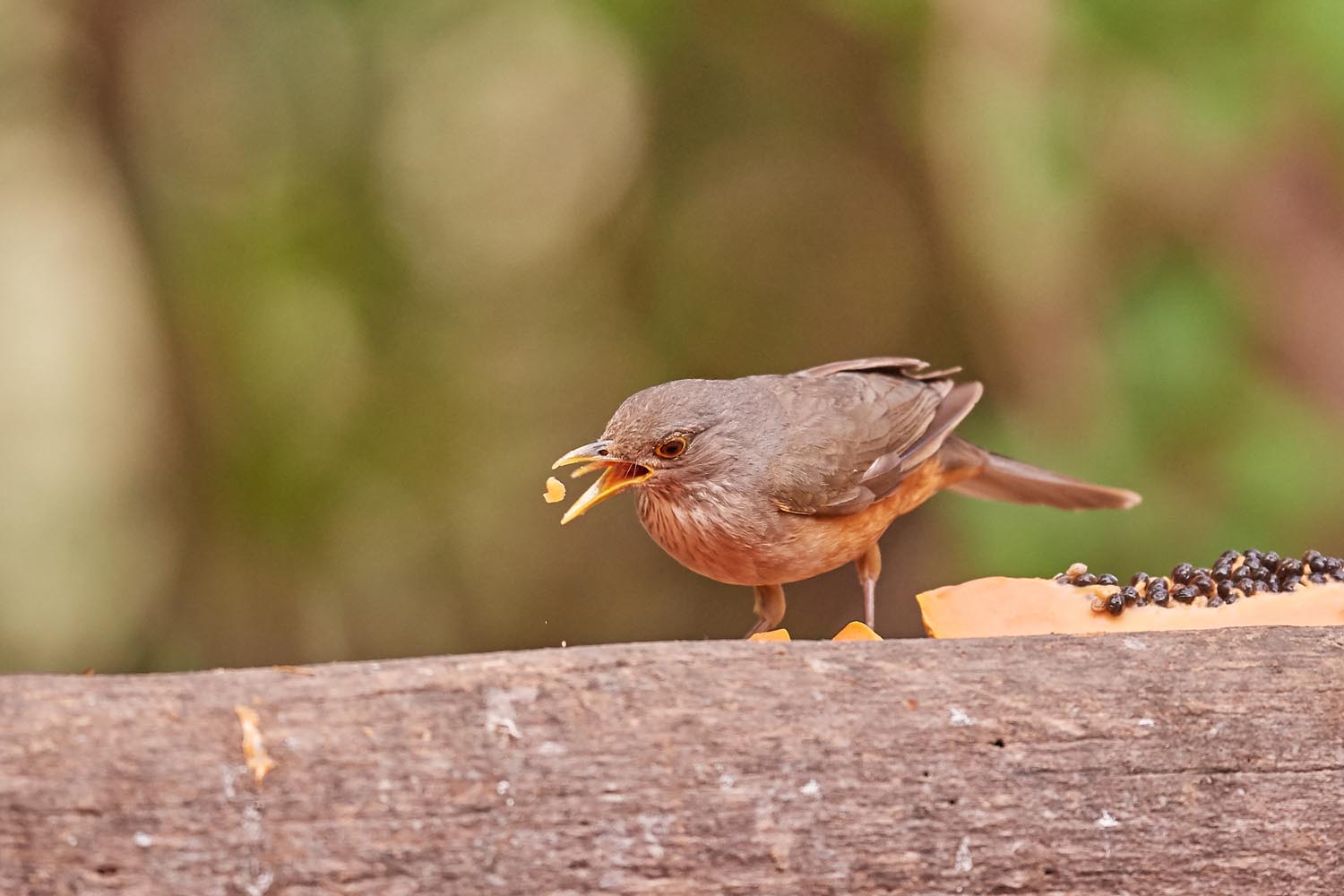 ROTBAUCHDROSSEL – RUFOUS-BELLIED THRUSH