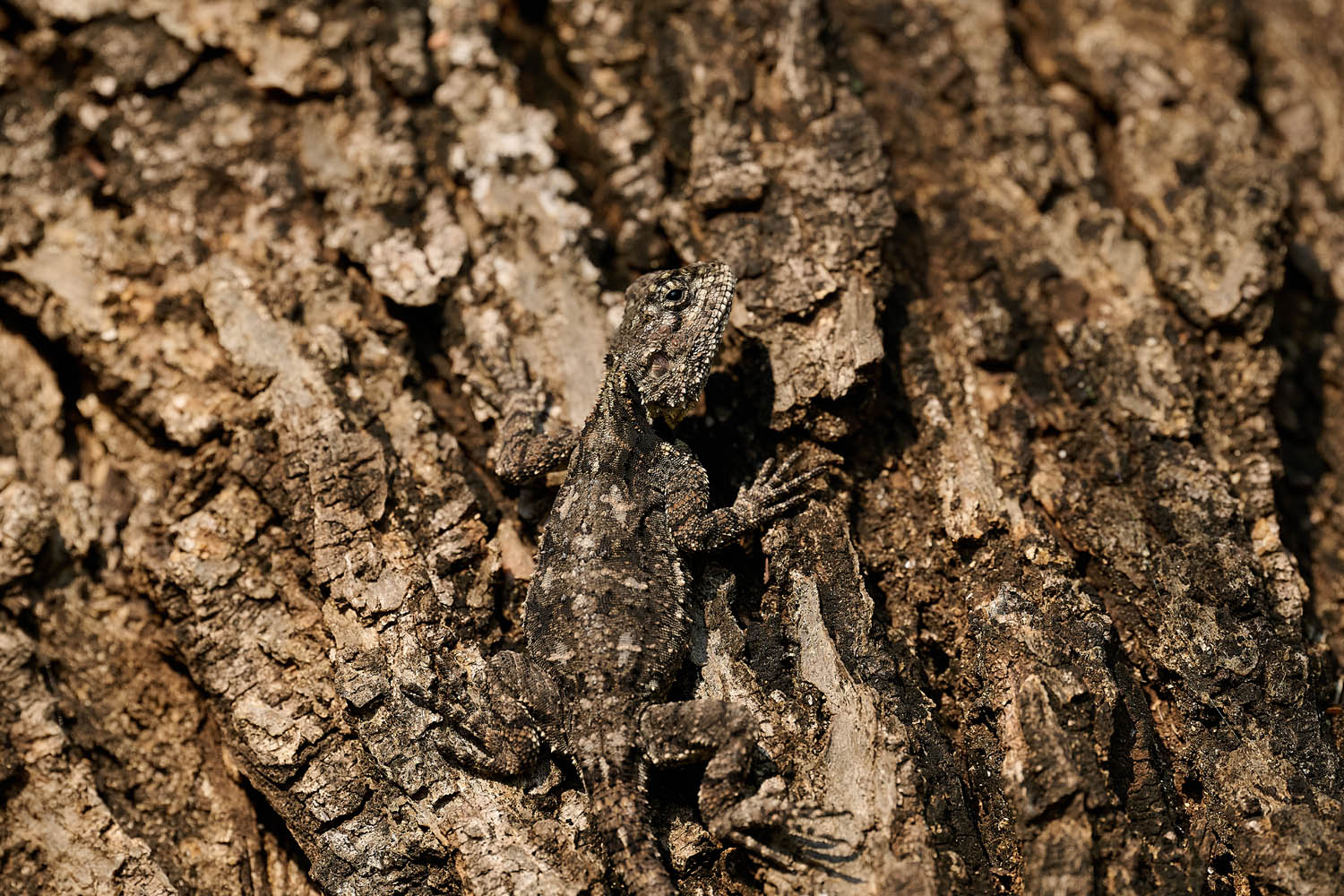 BLAUKEHLAGAME - SOUTHERN TREE AGAMA
