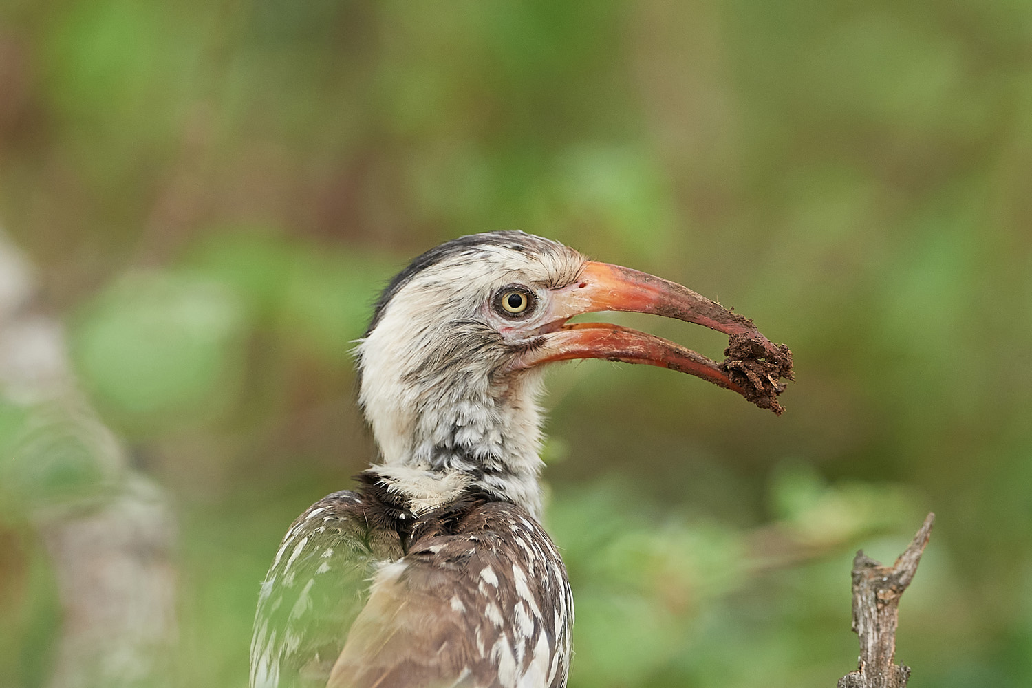 ROTSCHNABELTOKO - RED-BILLED HORNBILL