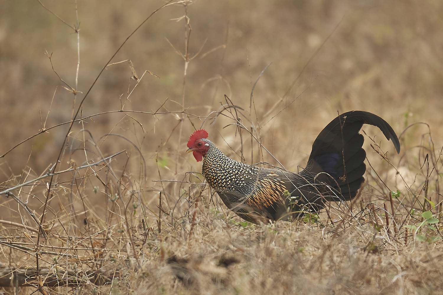 SONNERATHUHN - GREY JUNGLEFOWL