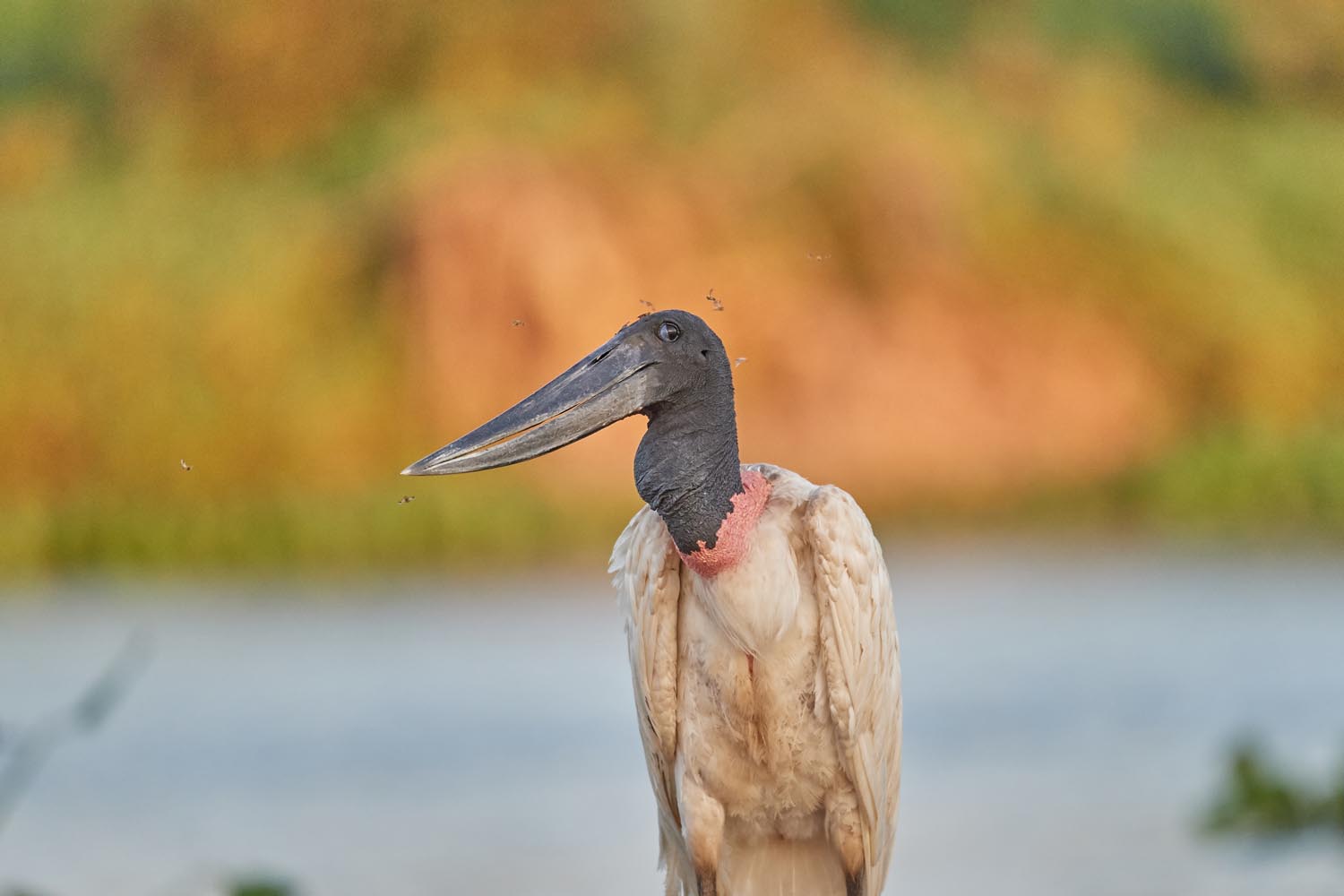JABIRU