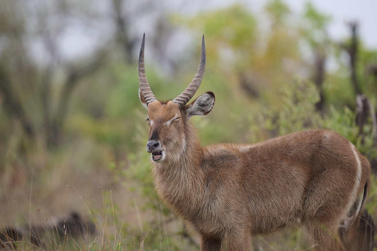 WASSERBOCK - WATERBUCK
