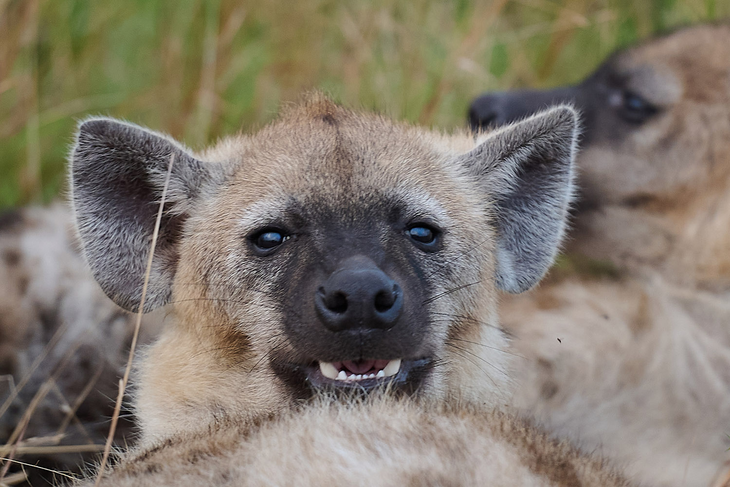 TÜPFELHYÄNE – SPOTTED HYENA