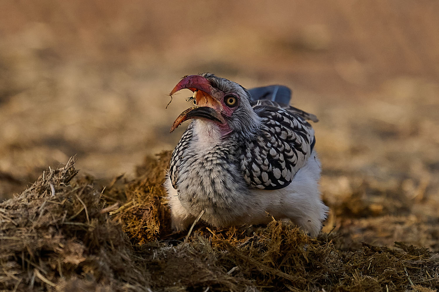 ROTSCHNABELTOKO - RED-BILLED HORNBILL