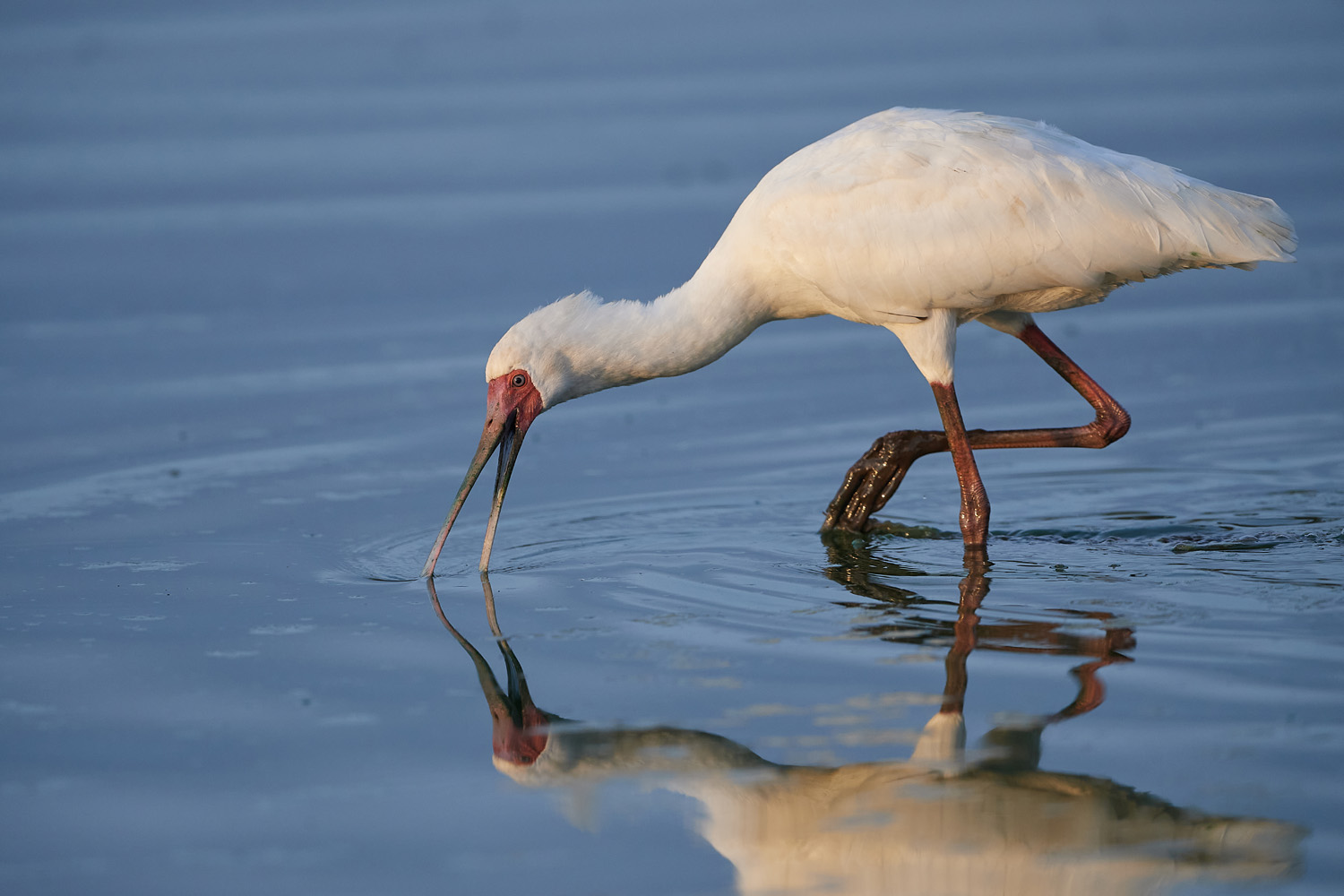 AFRIKANISCHER LÖFFLER – AFRICAN SPOONBILL