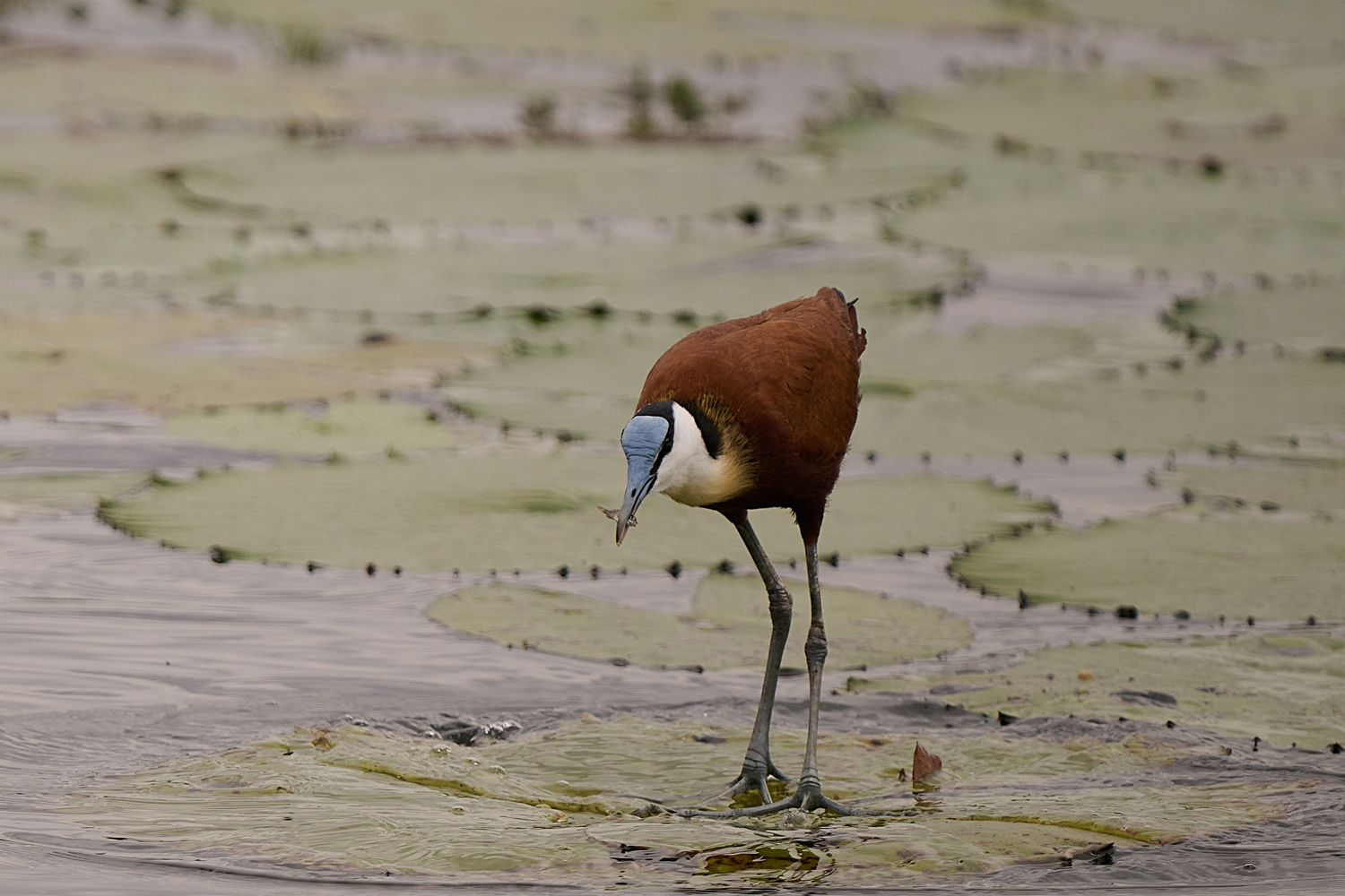 BLAUSTIRN-BLATTHÜHNCHEN – AFRICAN JACANA