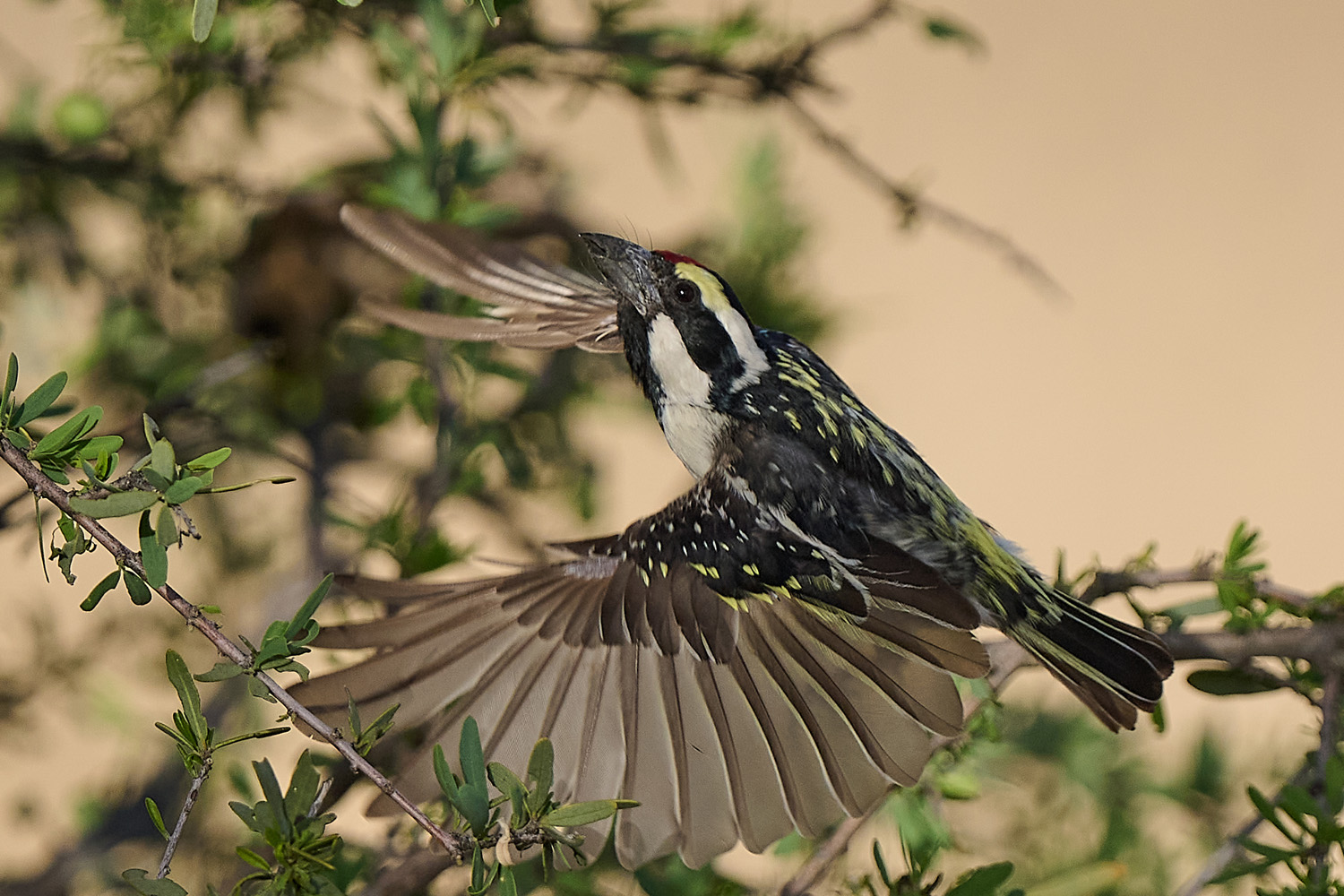 ROTSTIRN-BARTVOGEL – ACACIA PIED BARBET