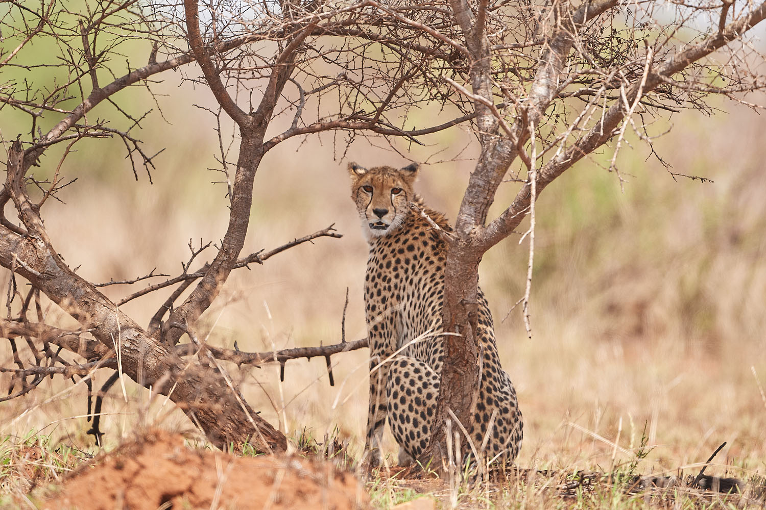 GEPARD – CHEETAH