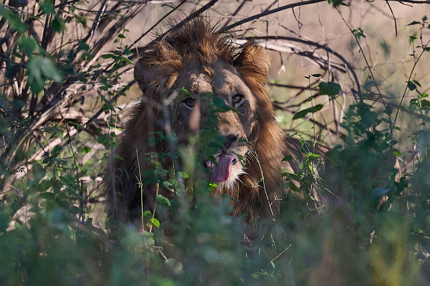 LÖWE - LION