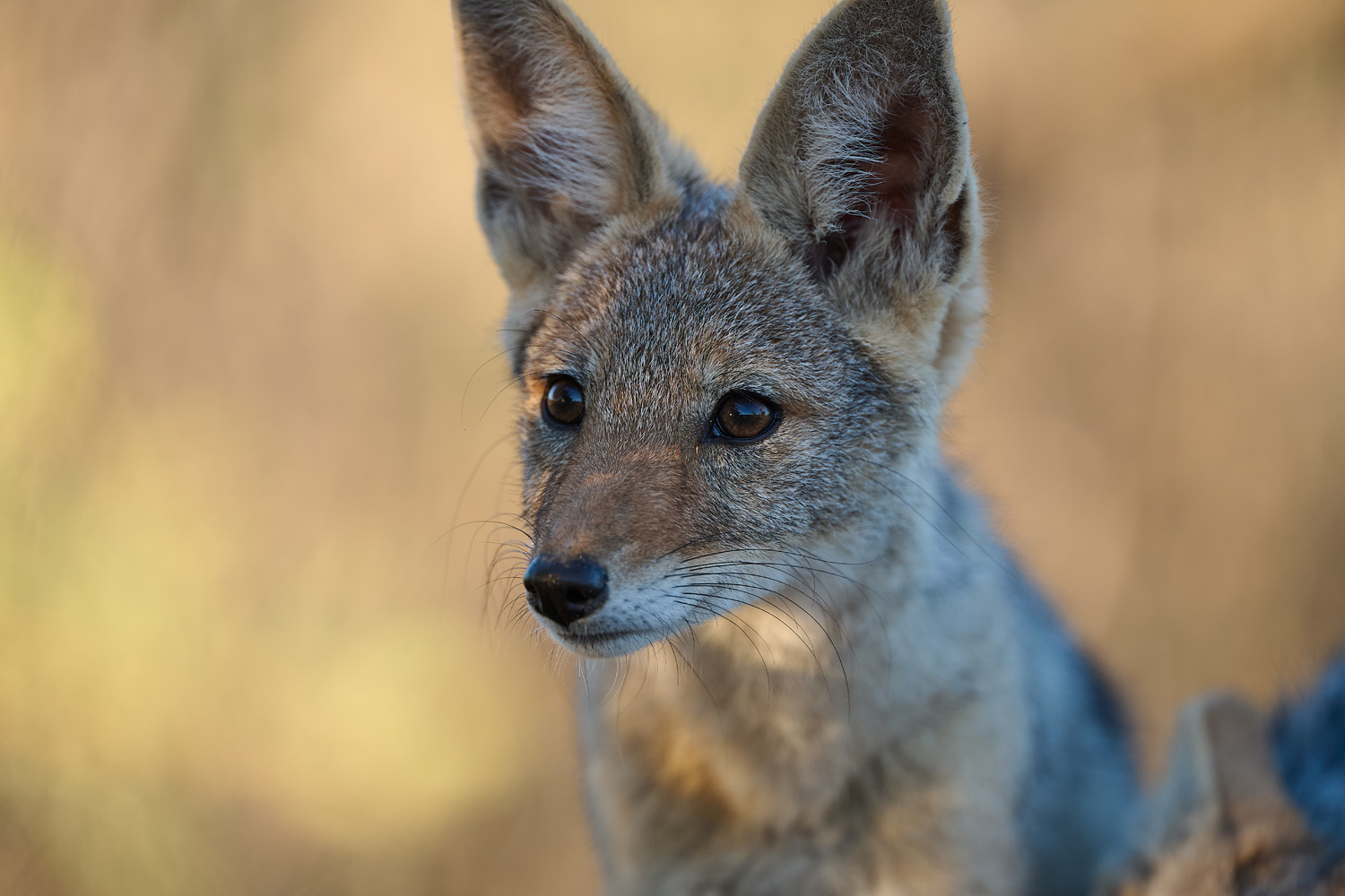 SCHABRACKENSCHAKAL - BLACK-BACKED JACKAL