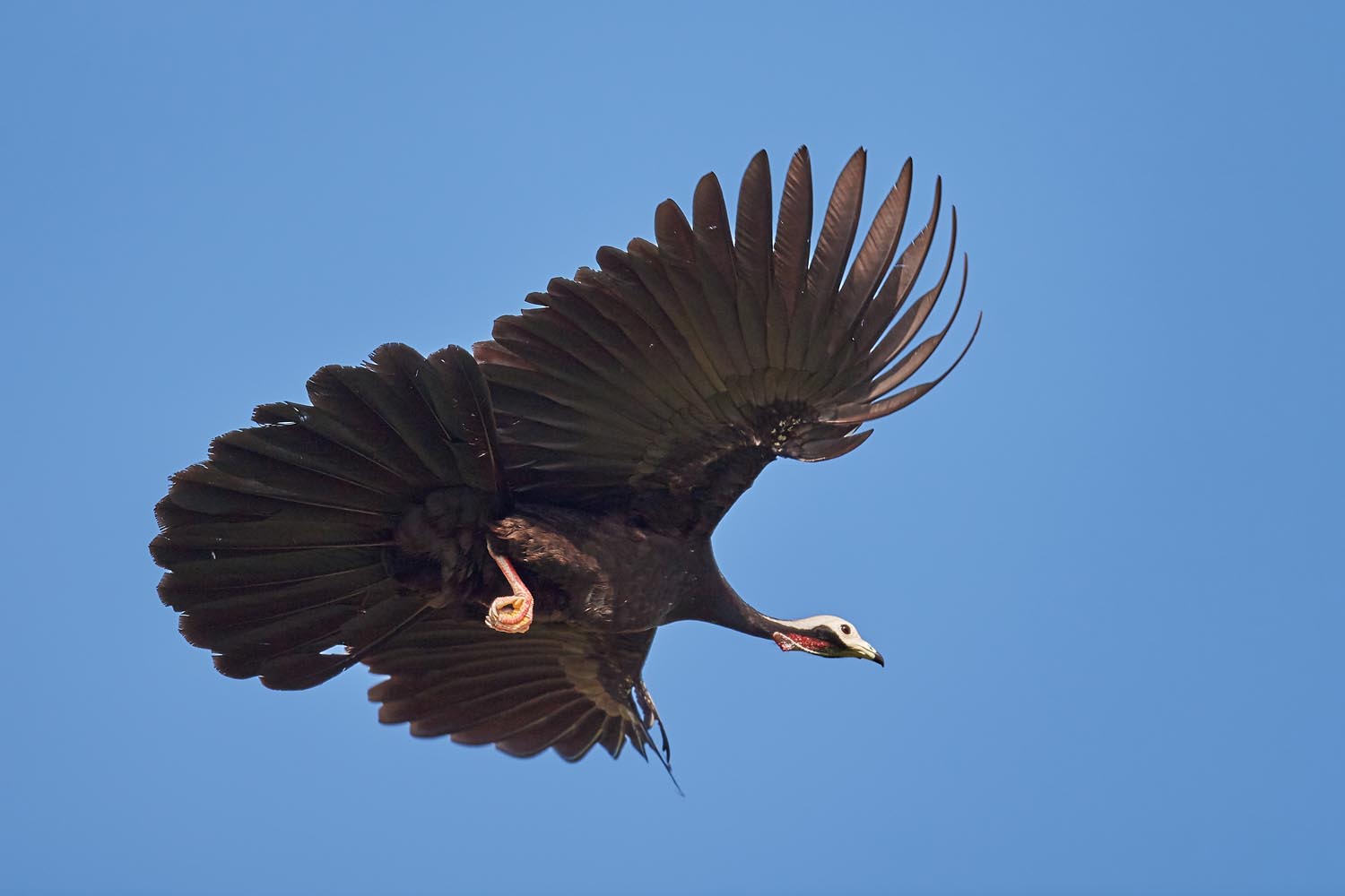 ROTKEHLGUAN – RED-THROATED PIPING GUAN