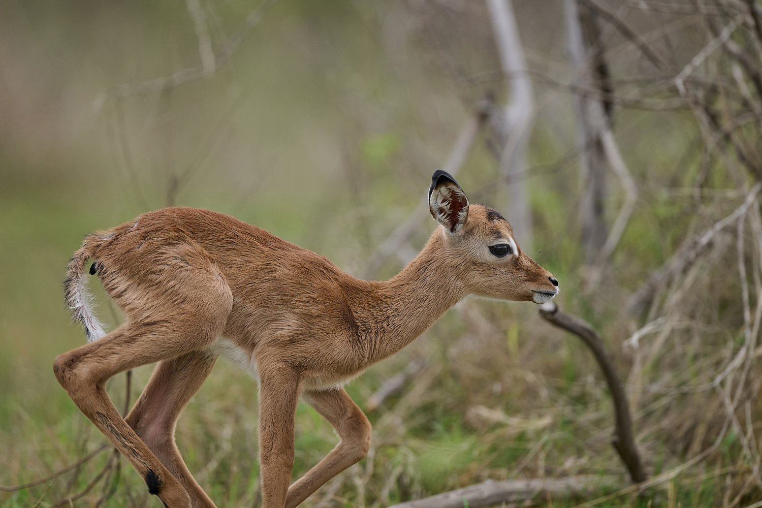 IMPALA