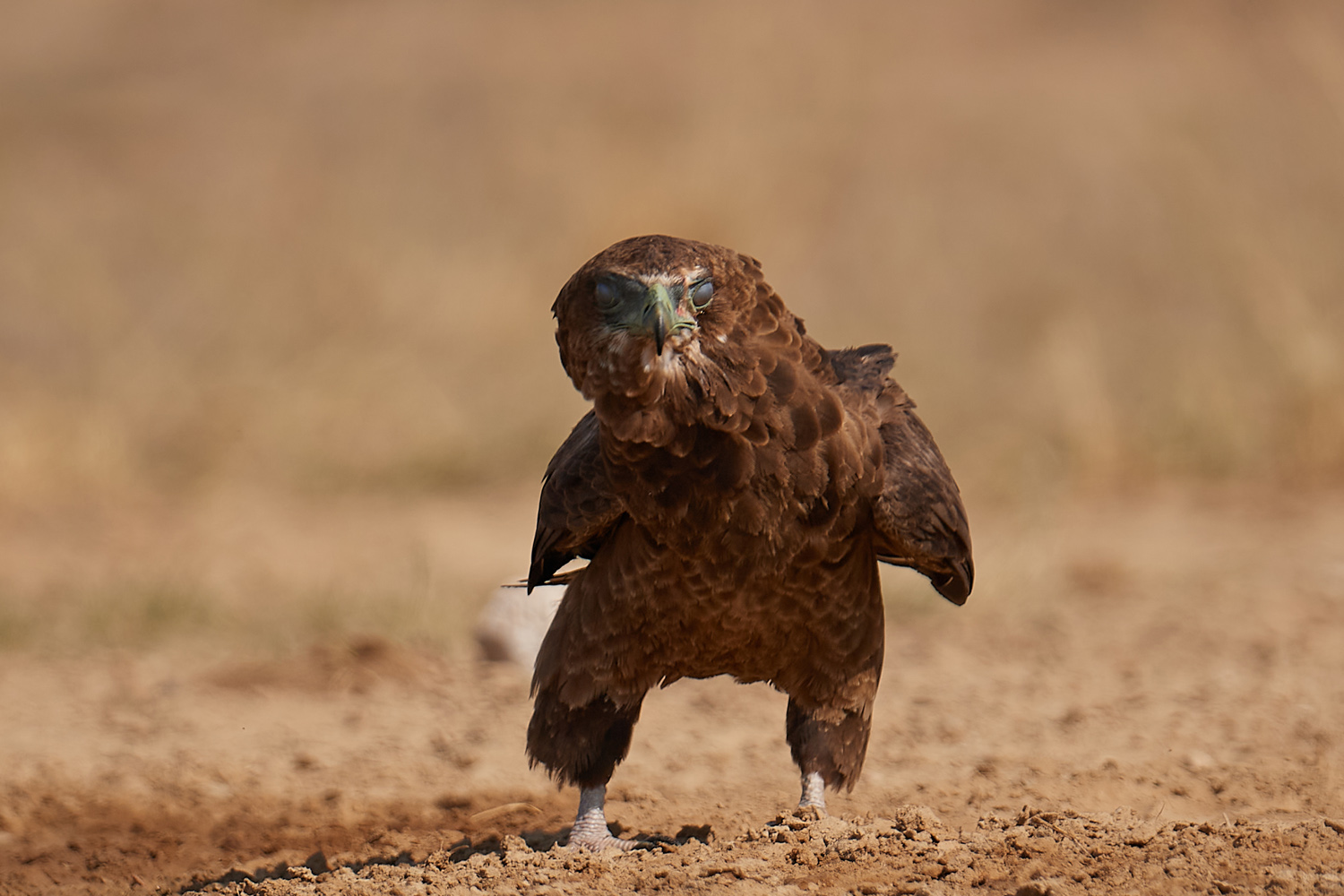 GAUKLER – BATELEUR