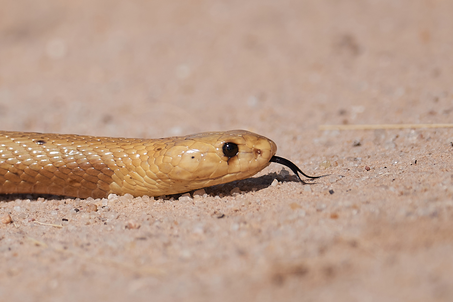 KAPKOBRA – CAPE COBRA