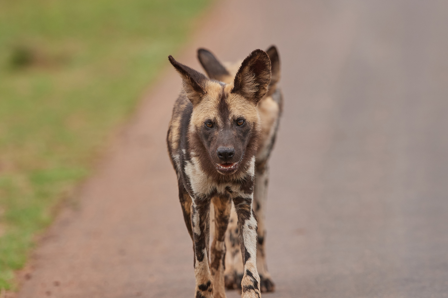 WILDHUND - WILD DOG