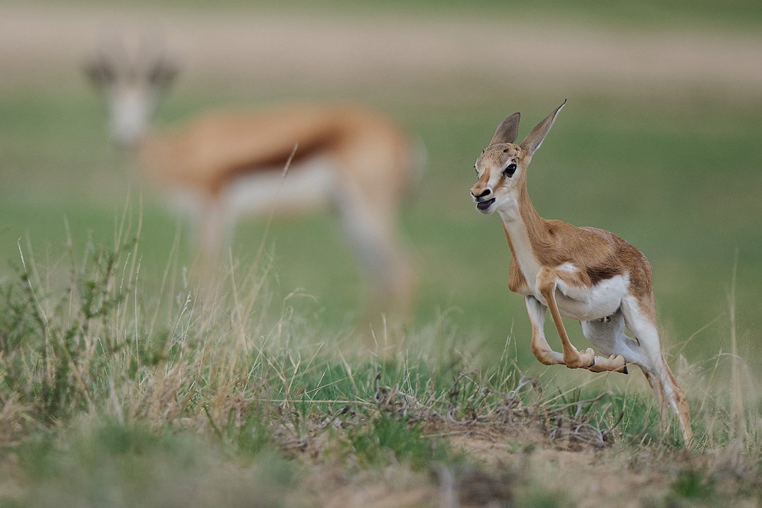 SPRINGBOCK - SPRINGBOK