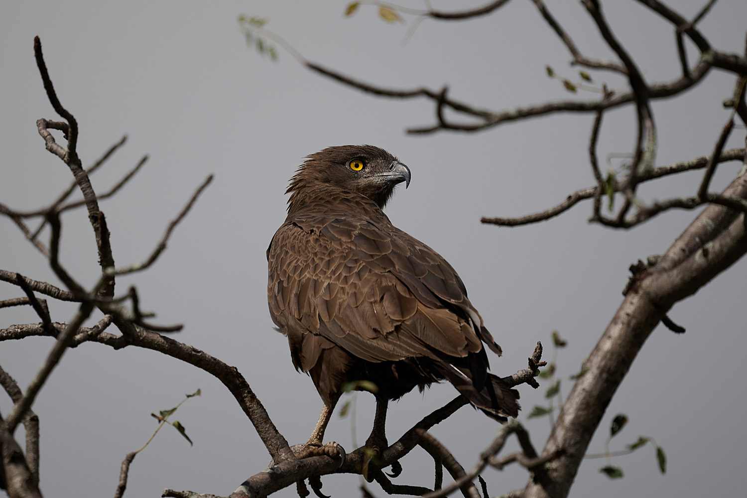 BRAUNER SCHLANGENADLER - BROWN SNAKE EAGLE