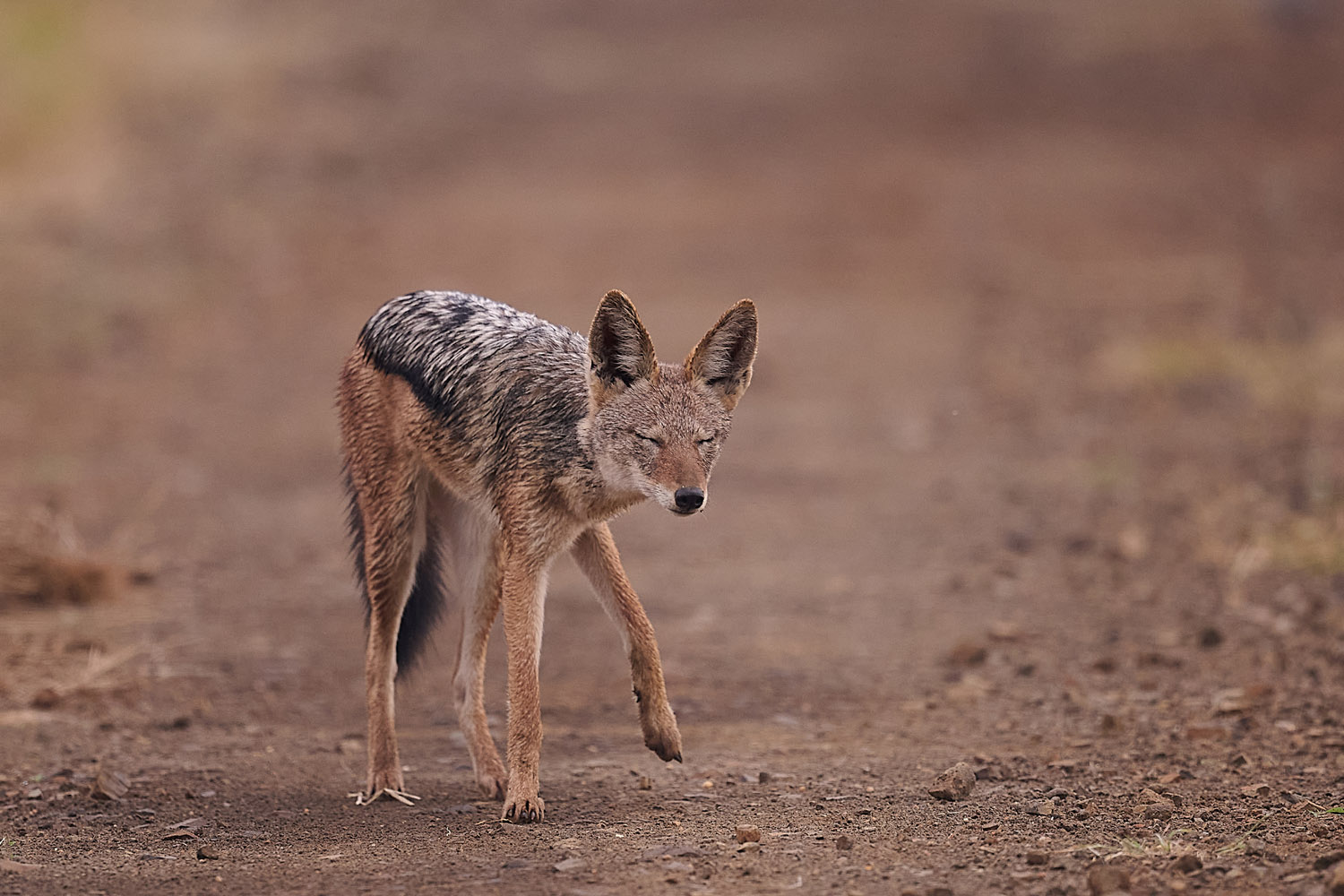 SCHABRACKENSCHAKAL - BLACK-BACKED JACKAL